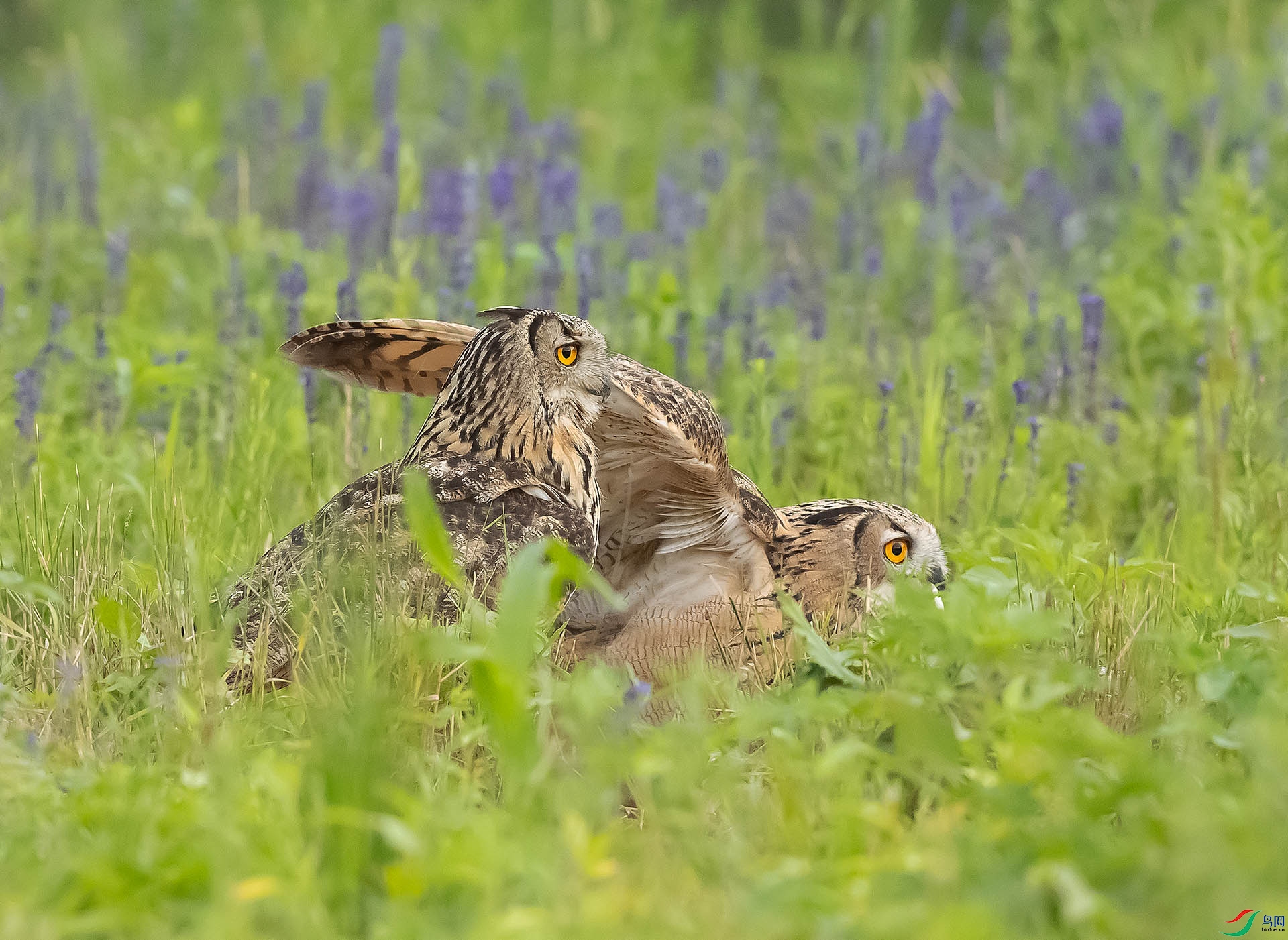 019A9040 ����.jpg