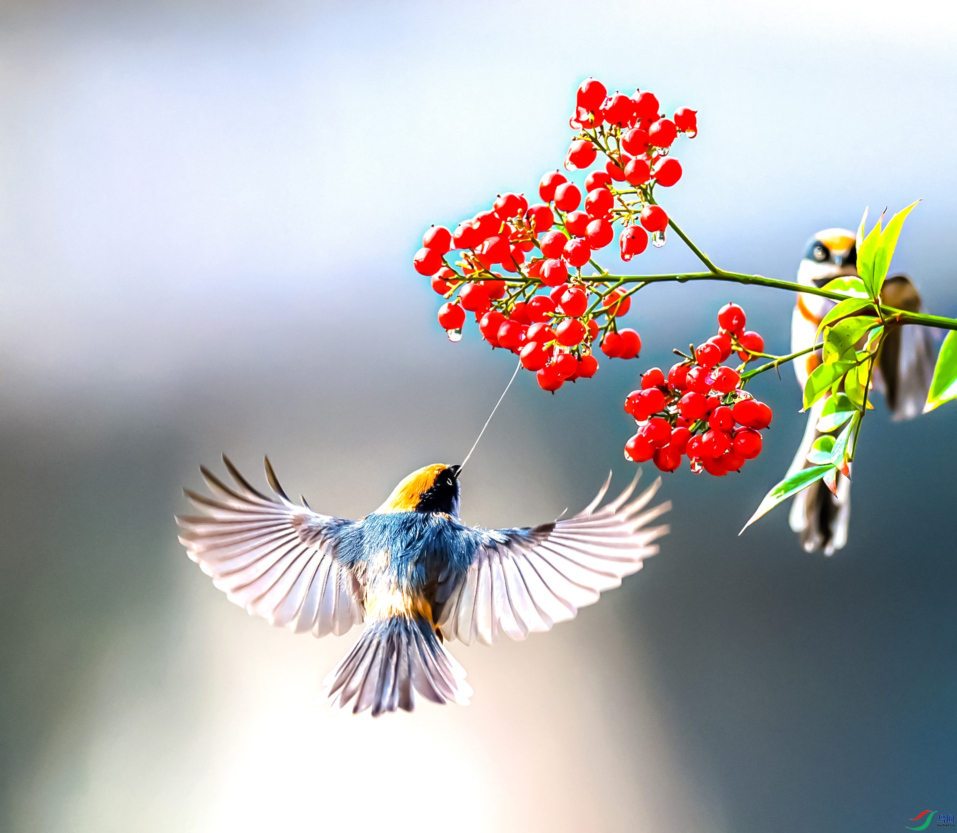 ��ͷ��βɽȸ