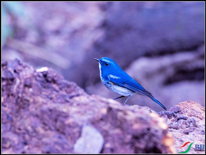 ��ü�����l