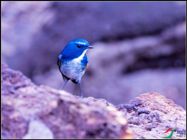 ��ü�����l