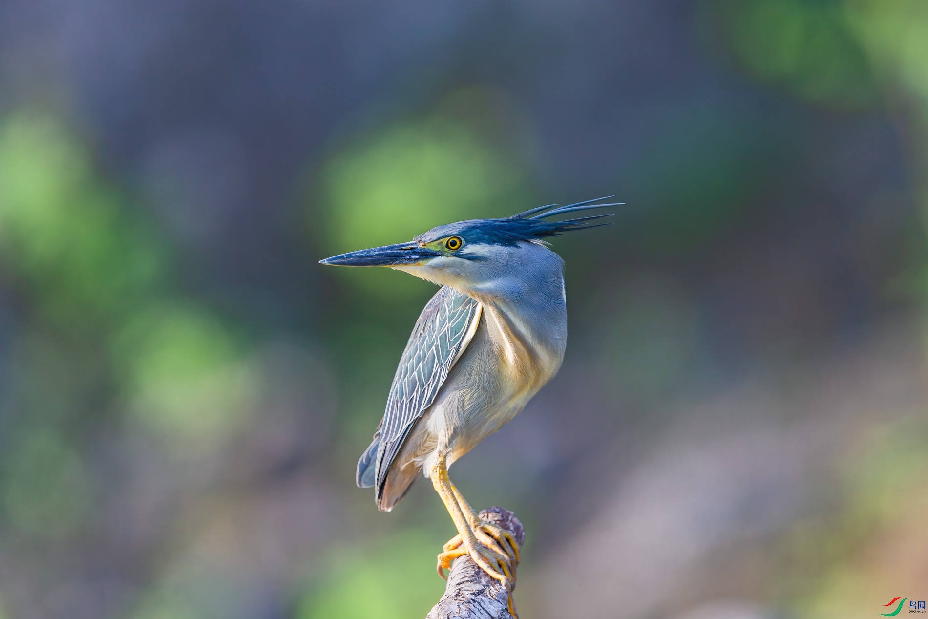 AQ4P0379-1.jpg
