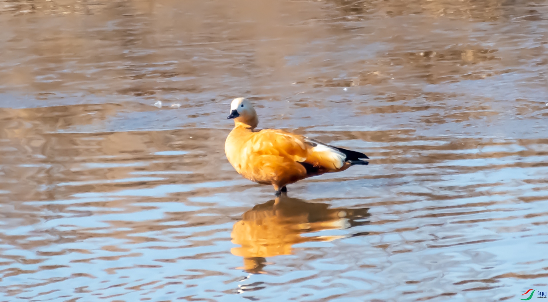 DSC_8980.jpg