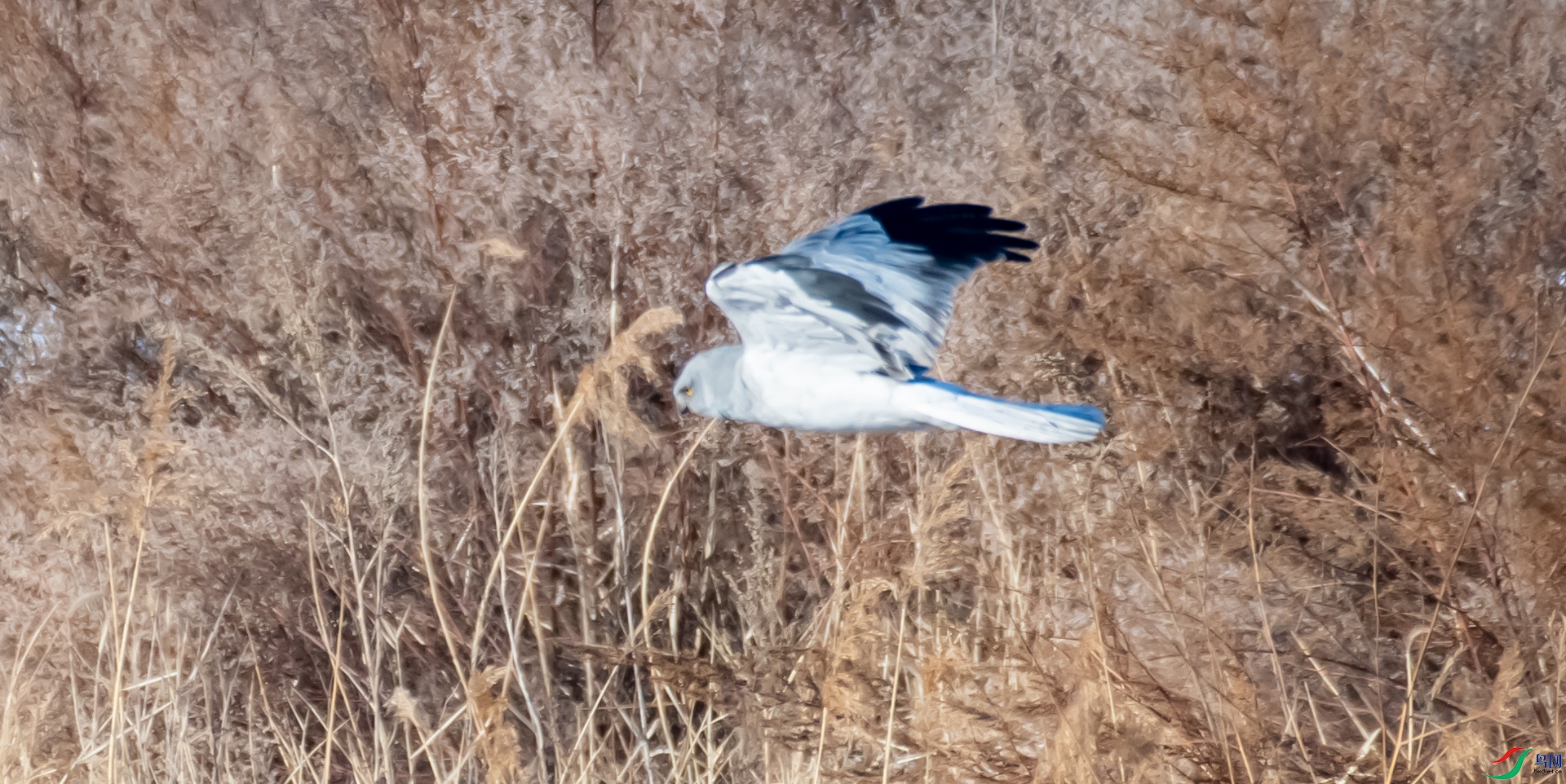 DSC_8443.jpg