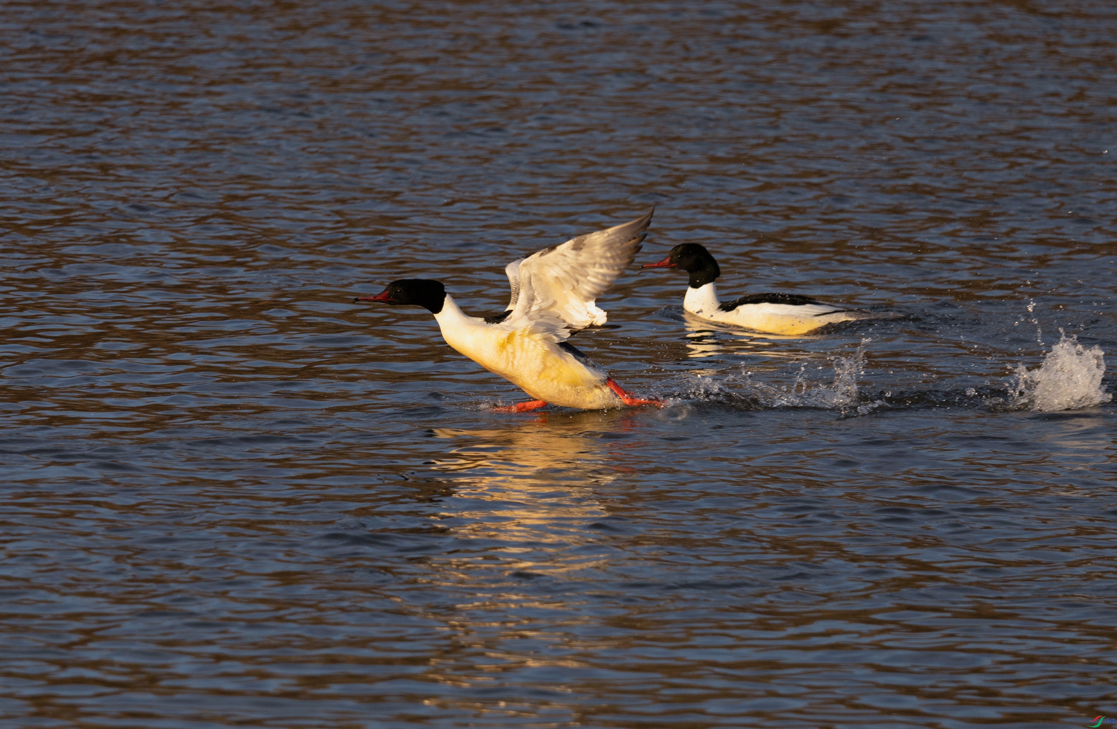 7X5A0470 - ����.jpg