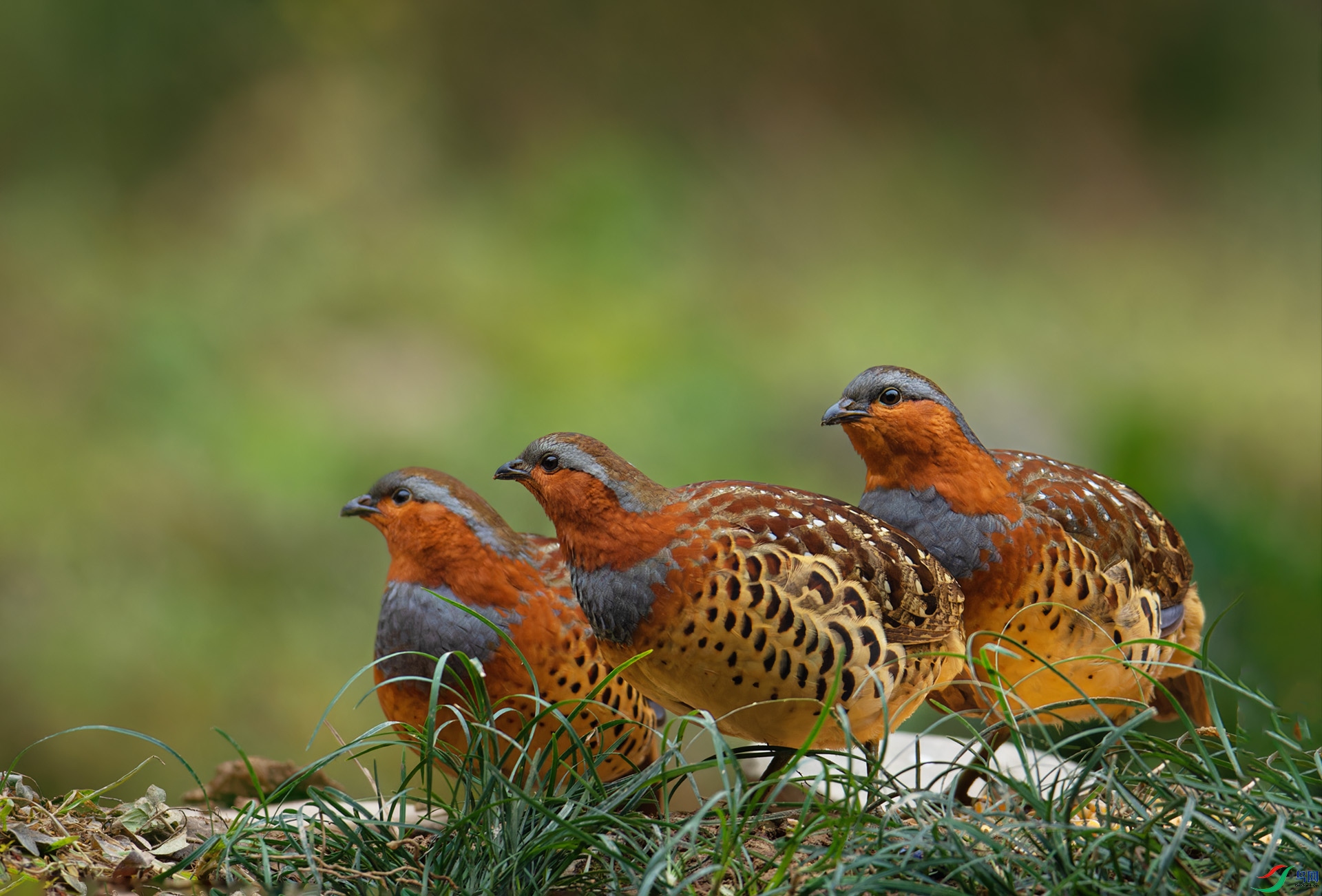 DSC_3593-1.jpg