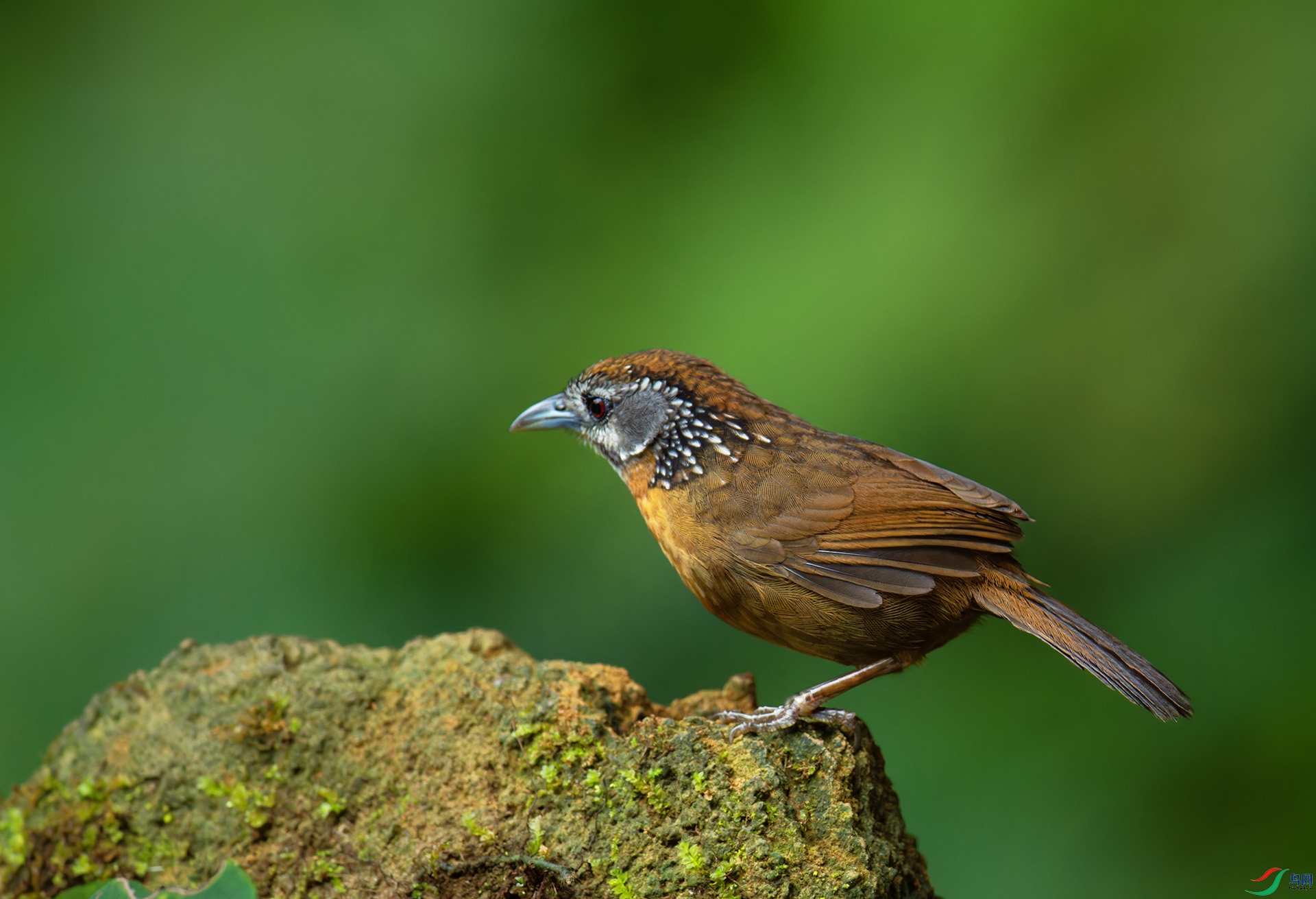 DSC_1703-1.jpg