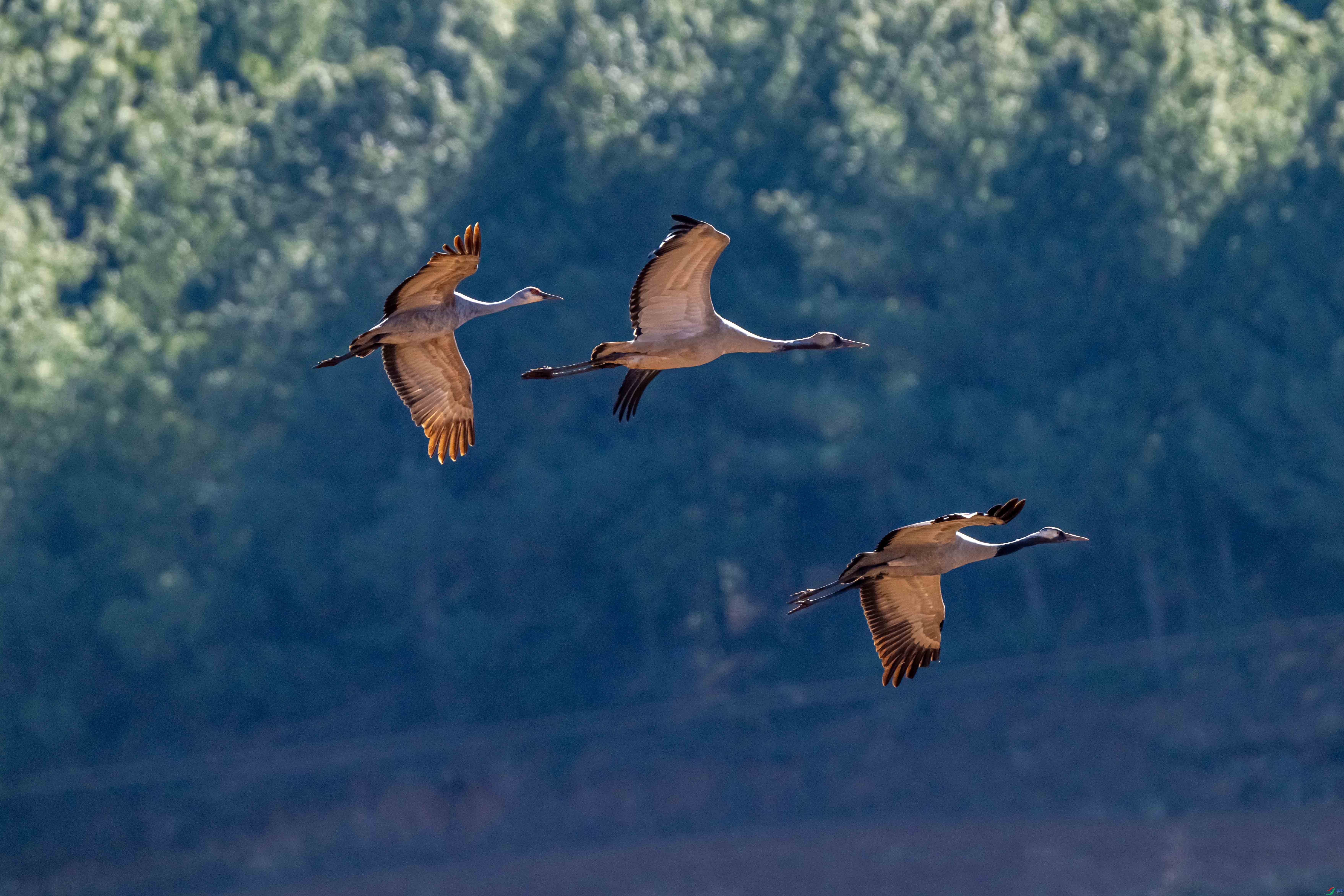 DSC_2196 ����.jpg