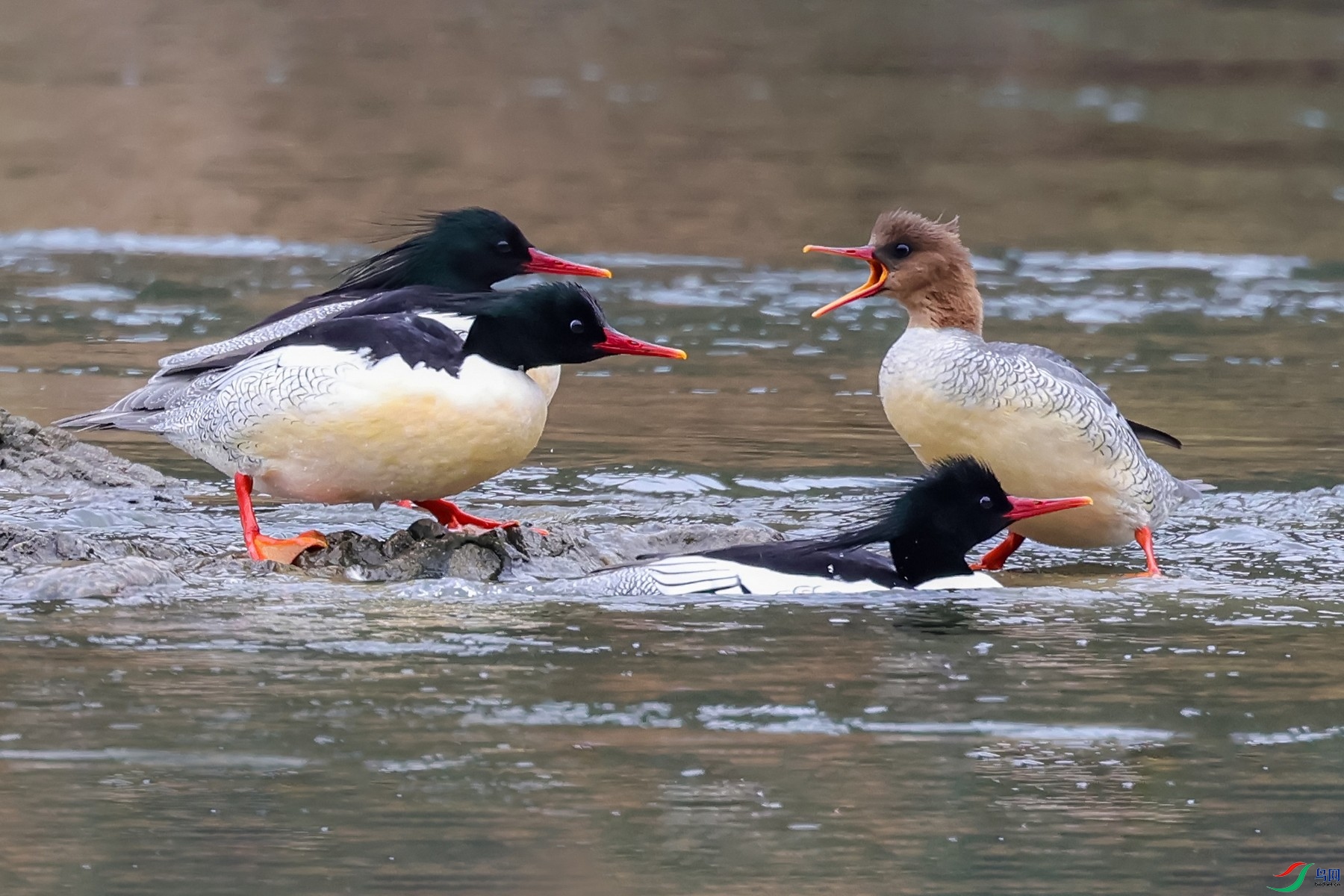 ϴ������