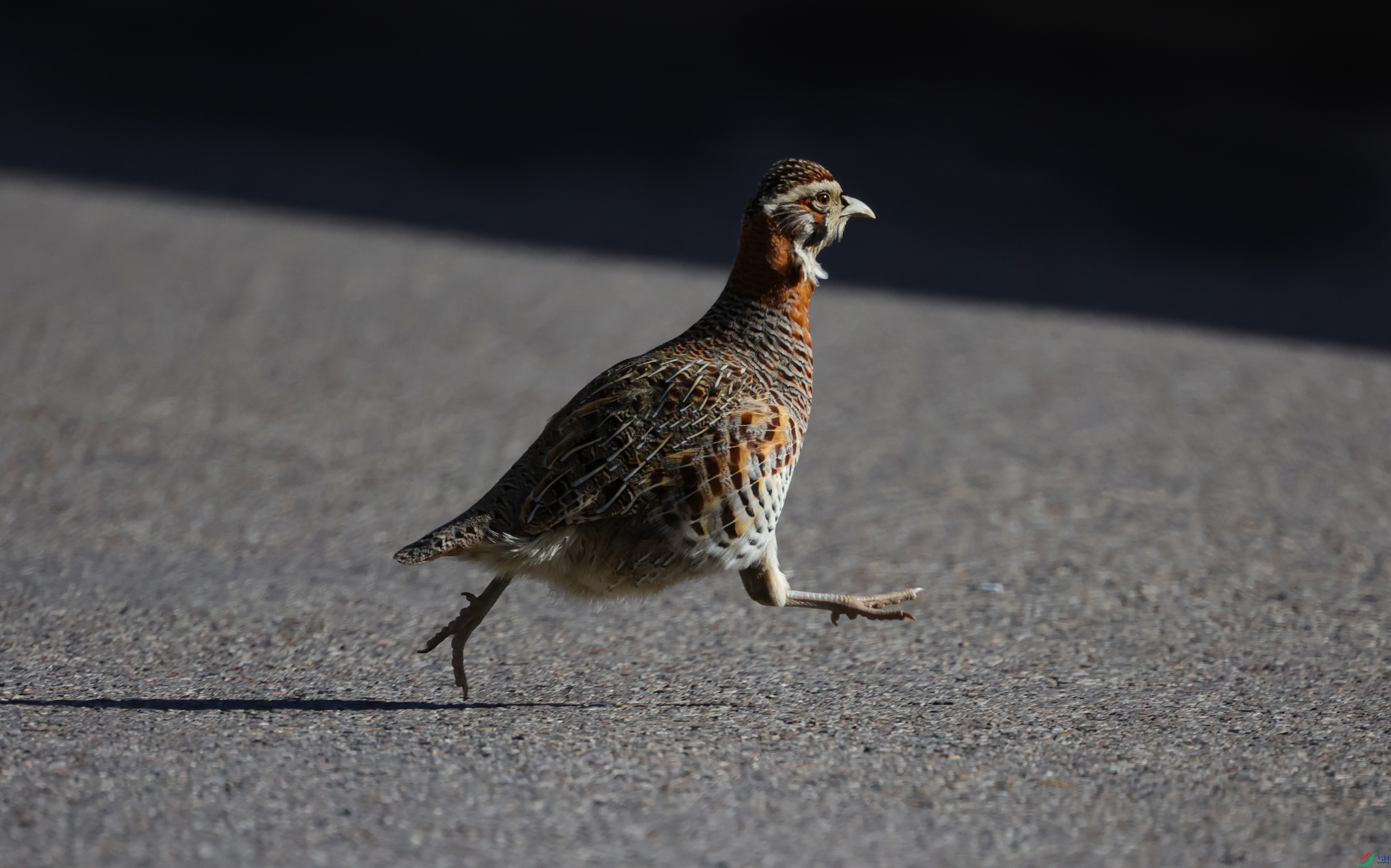 7X5A3943 - ����.JPG