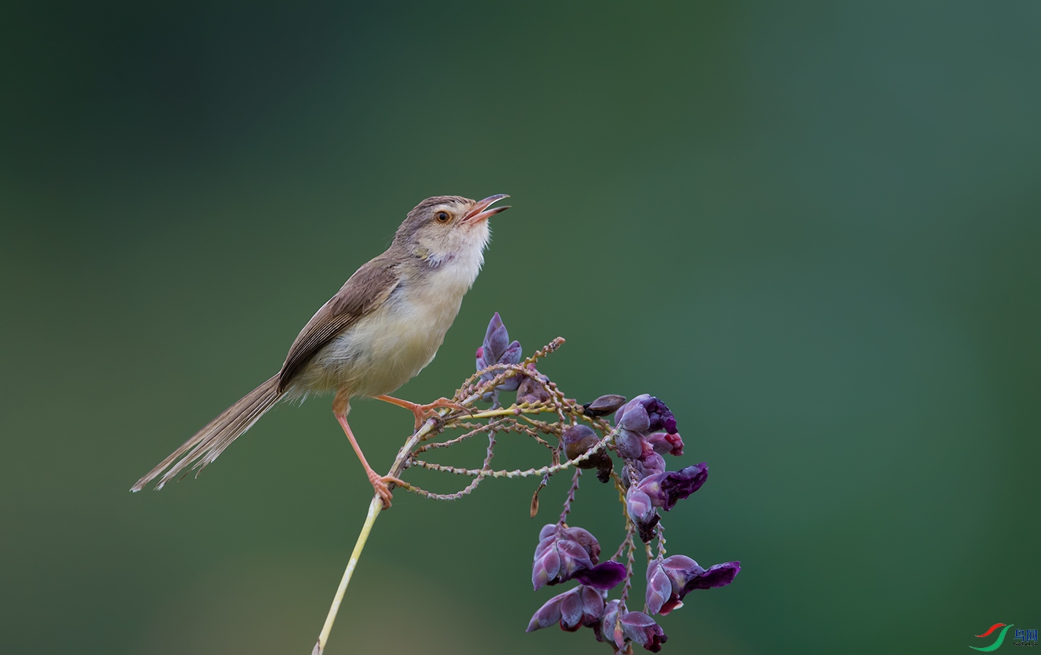 DSC_96211.jpg
