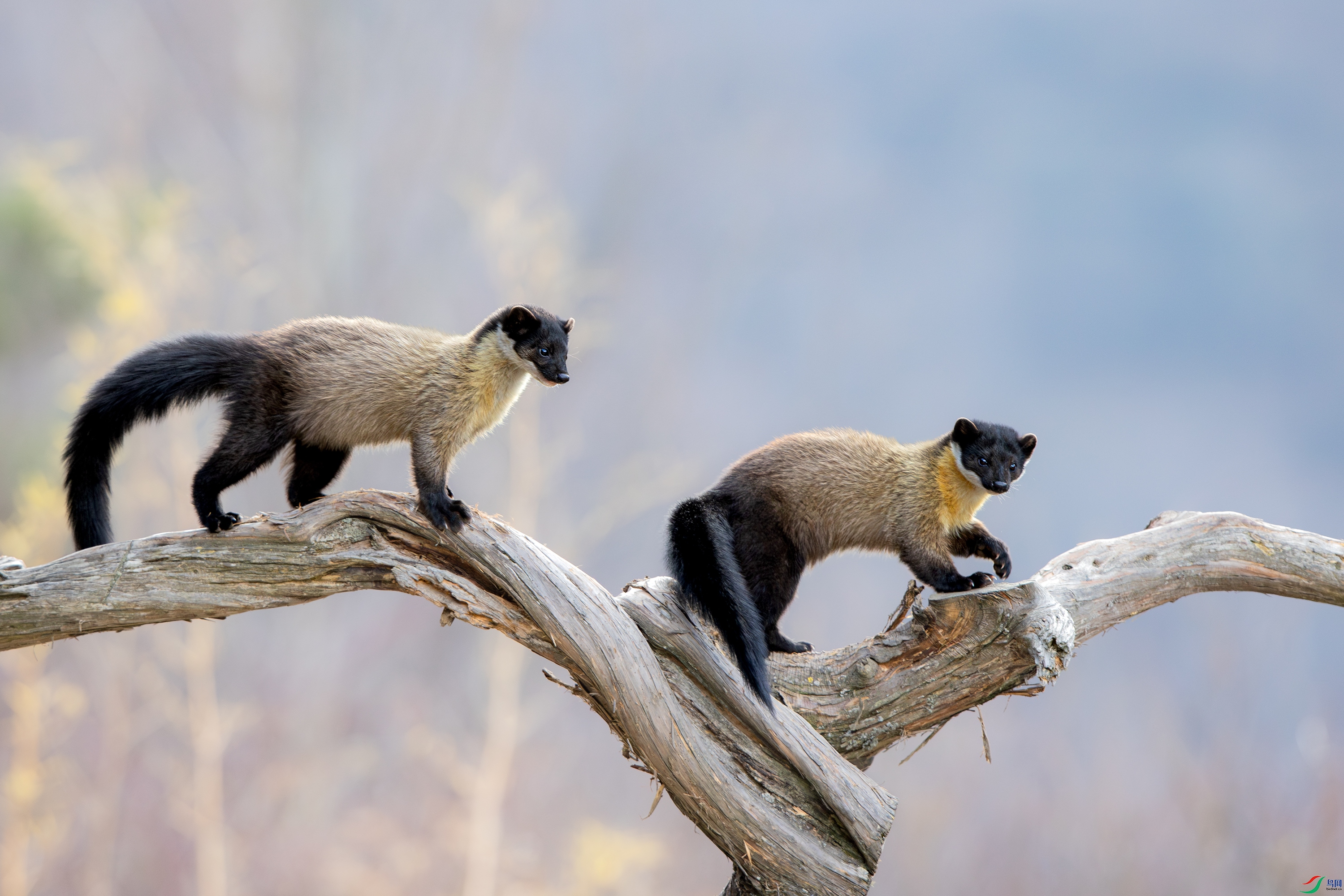 A15I5700-��-NR ����.jpg