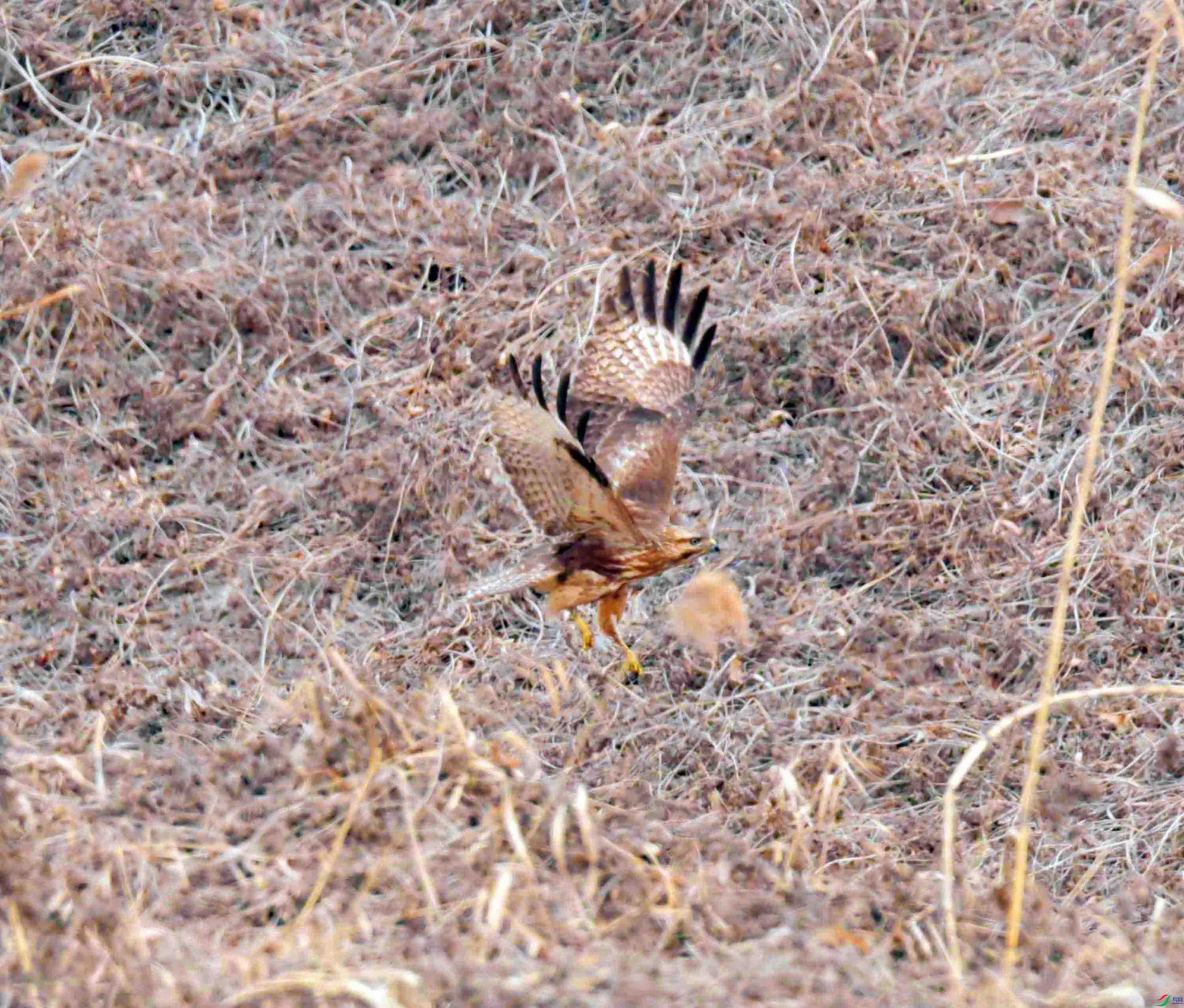 DSC_2611.JPG