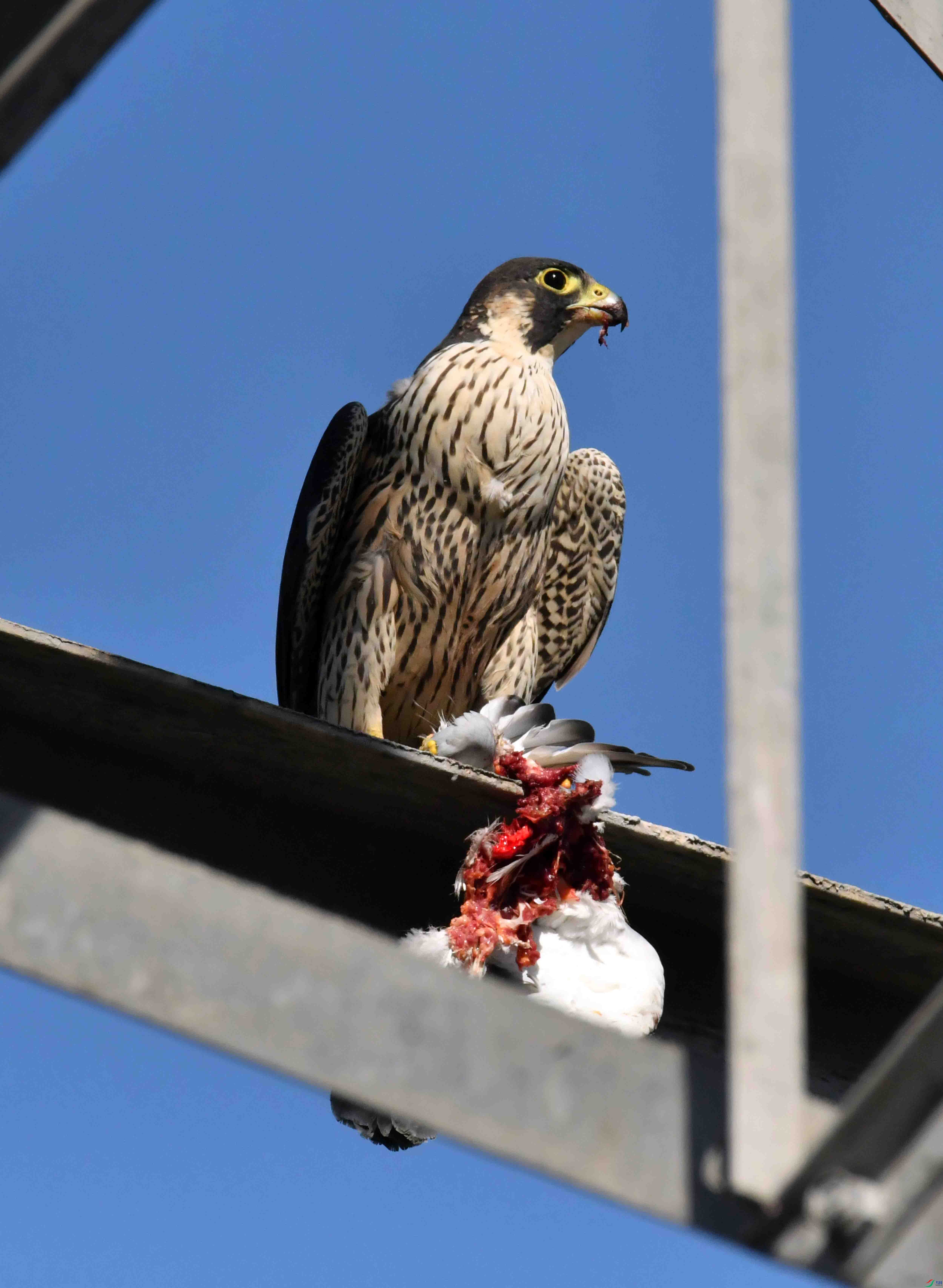 DSC_3444.JPG