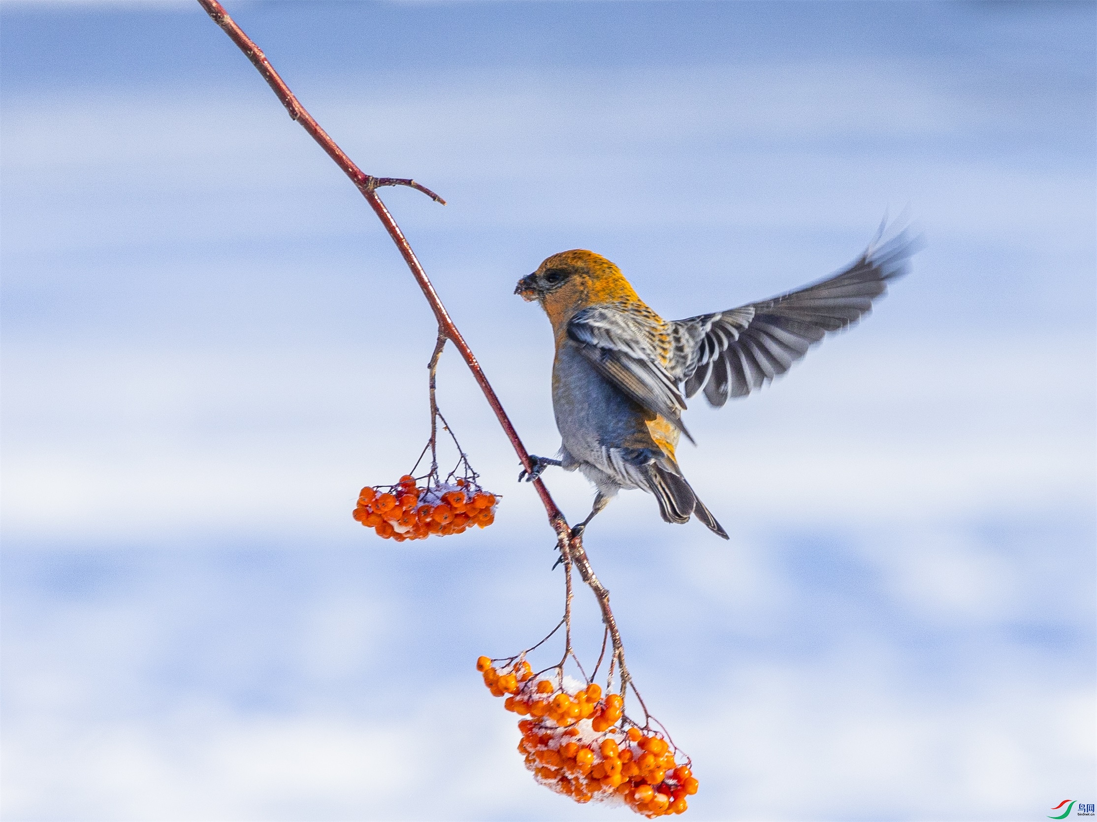 1K3A7476 ����1.jpg