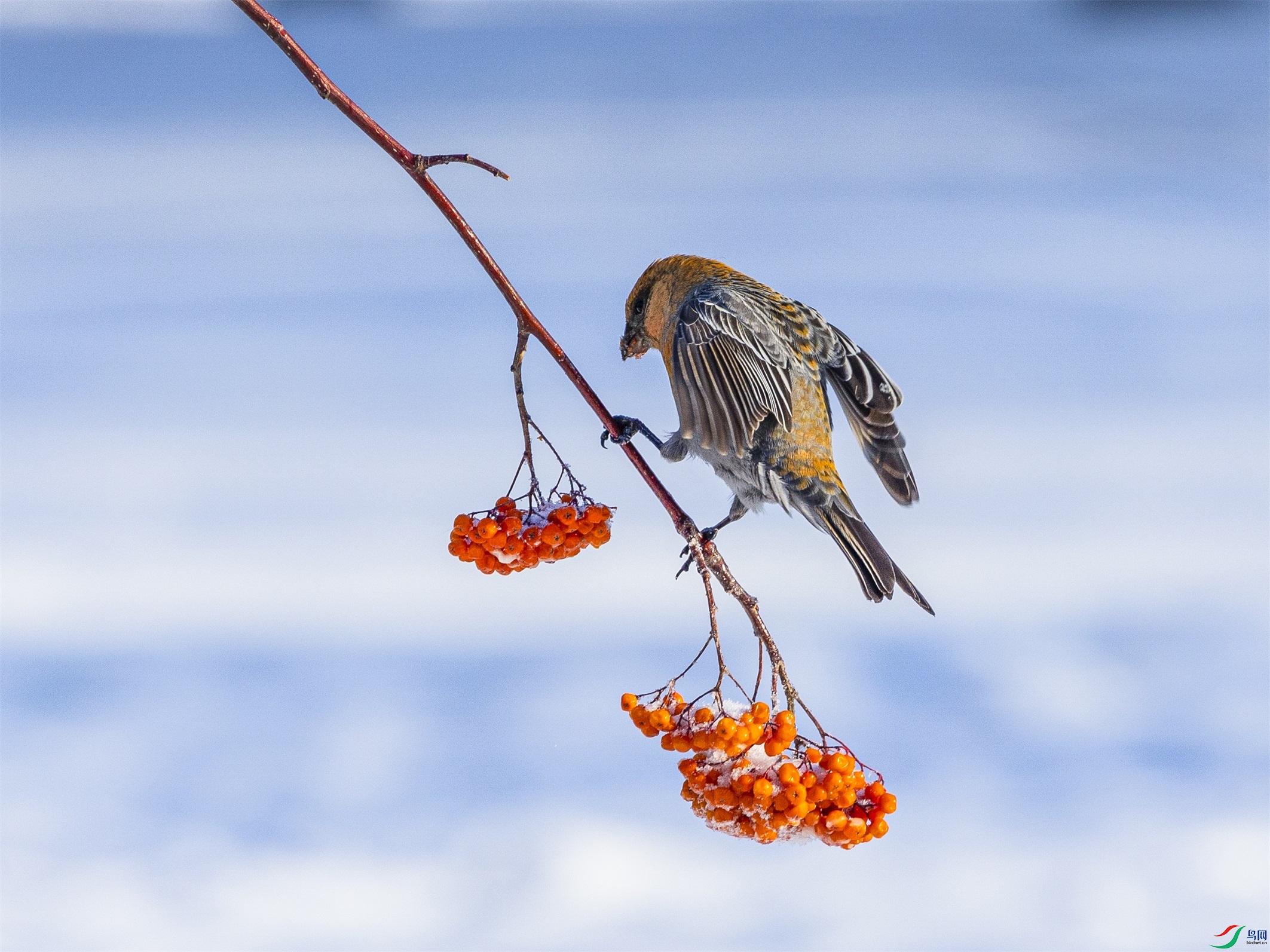 1K3A7474 ����1.jpg