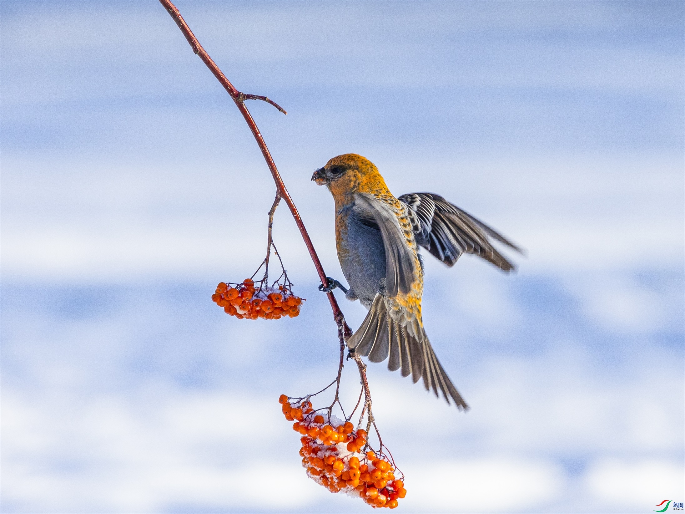 1K3A7478 ����1.jpg