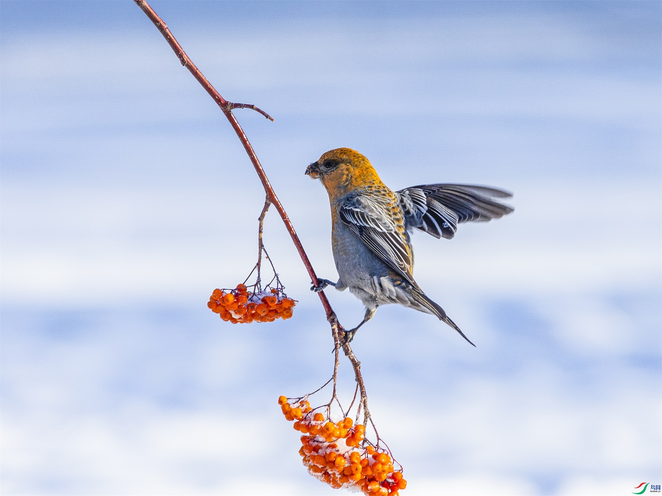 1K3A7477 ����1.jpg