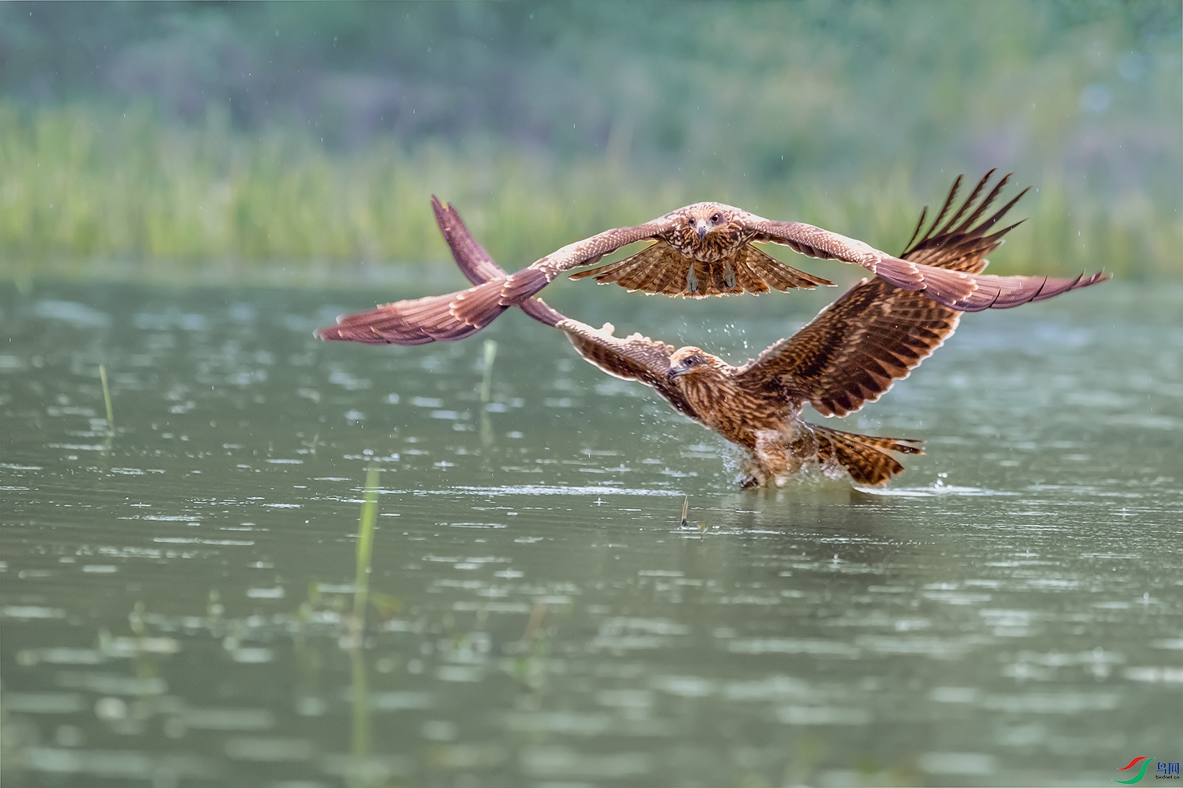 �ڶ��----˫ӥ���������