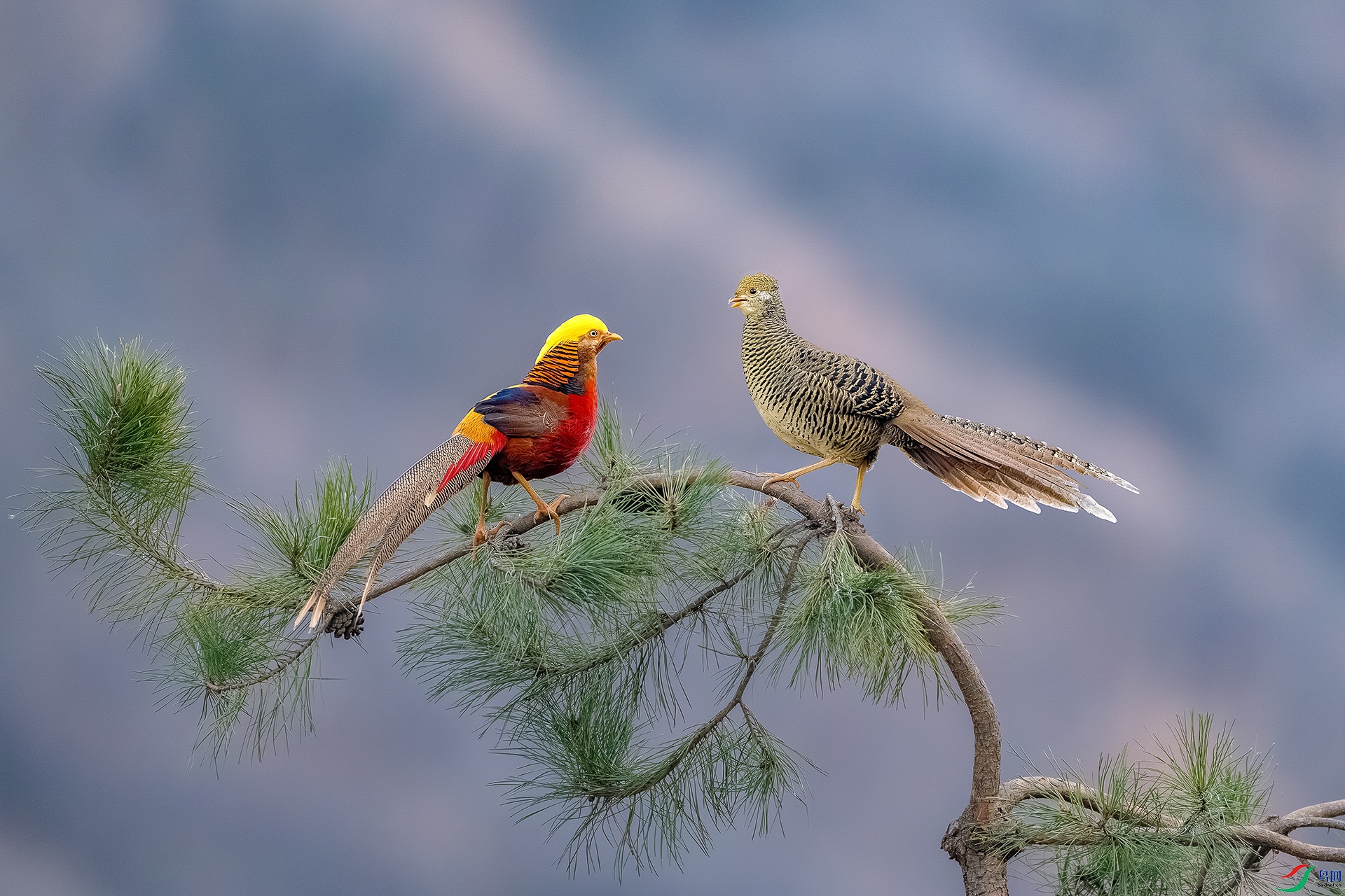 _DSC2404-����ǿ-NR ����С_1.jpg