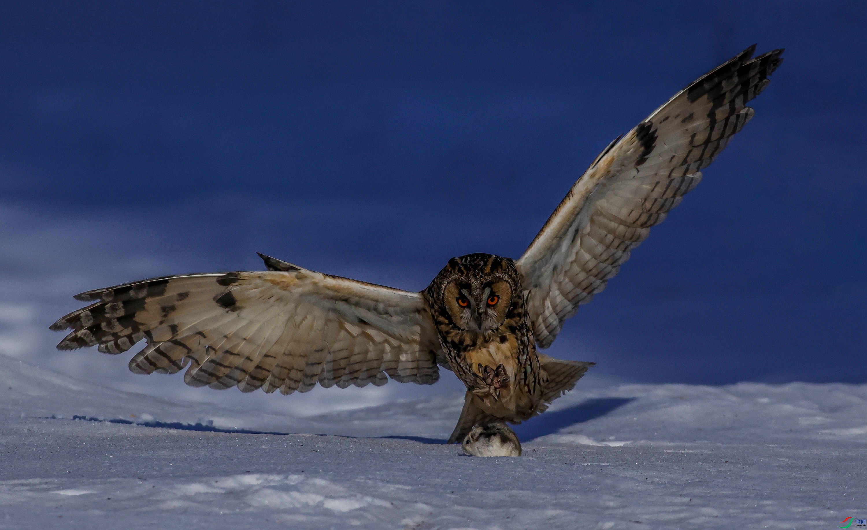 3T9A6742 - ����.JPG