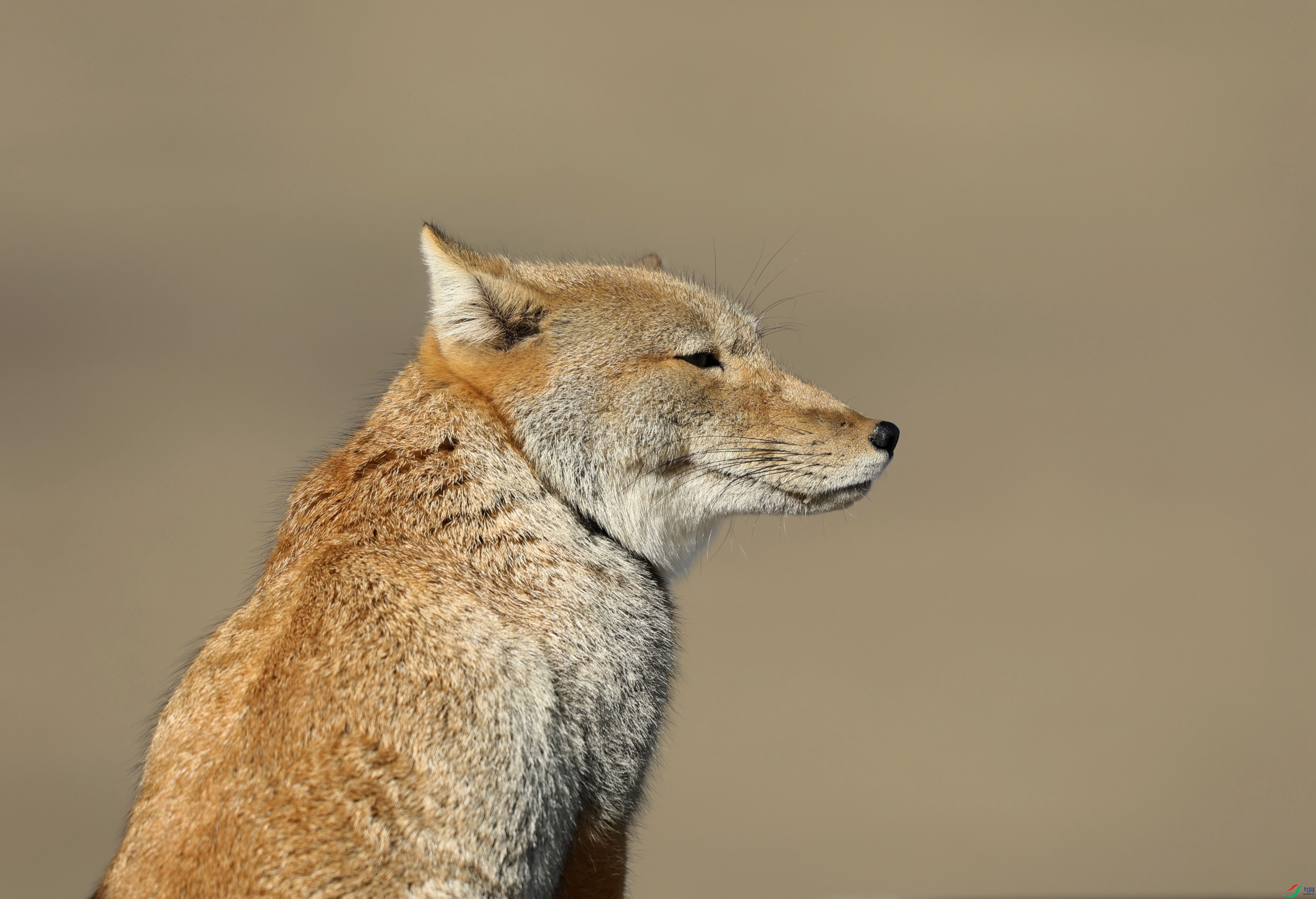 381A0805 - ����.JPG