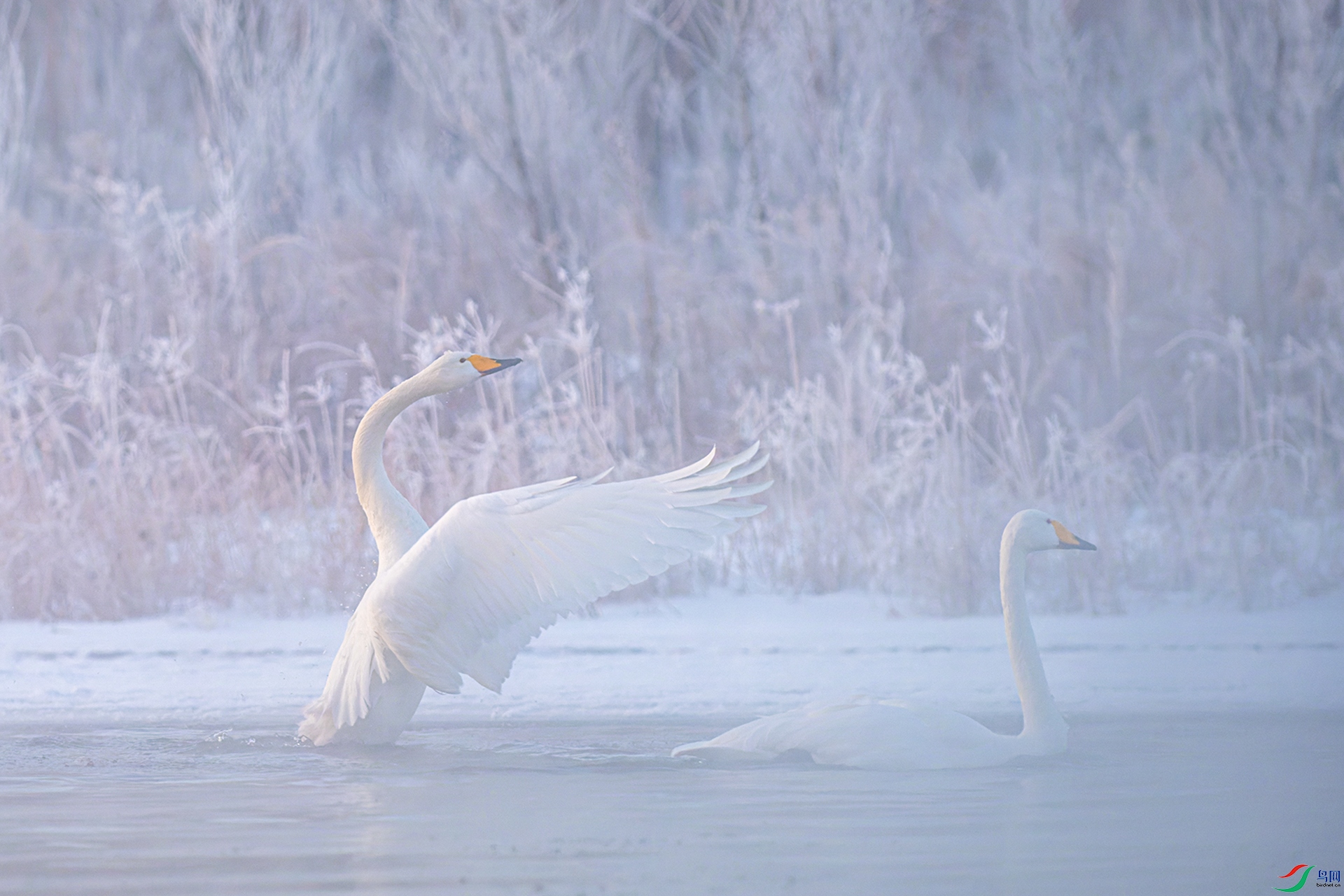 _DSC5256С���룺��ѩ����-1.jpg
