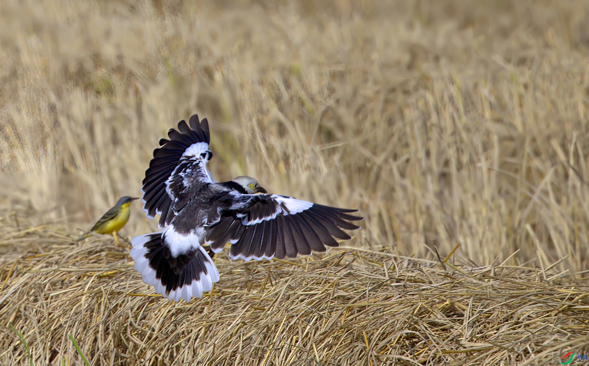 407A3389-Sh----1 �������.jpg