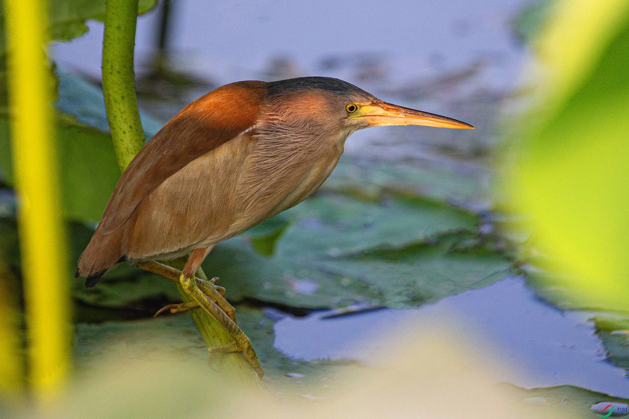 _MG_8309 ���� 2.jpg