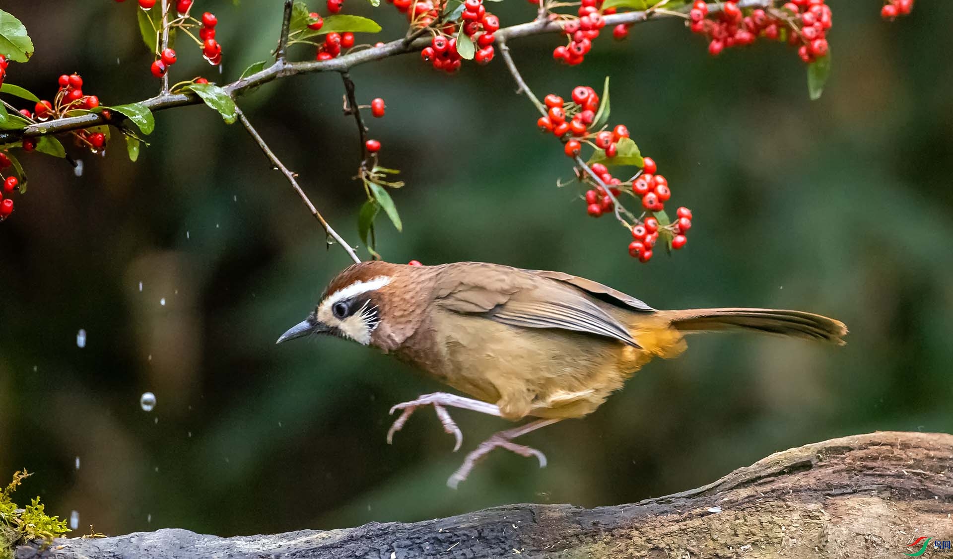 �׼�����