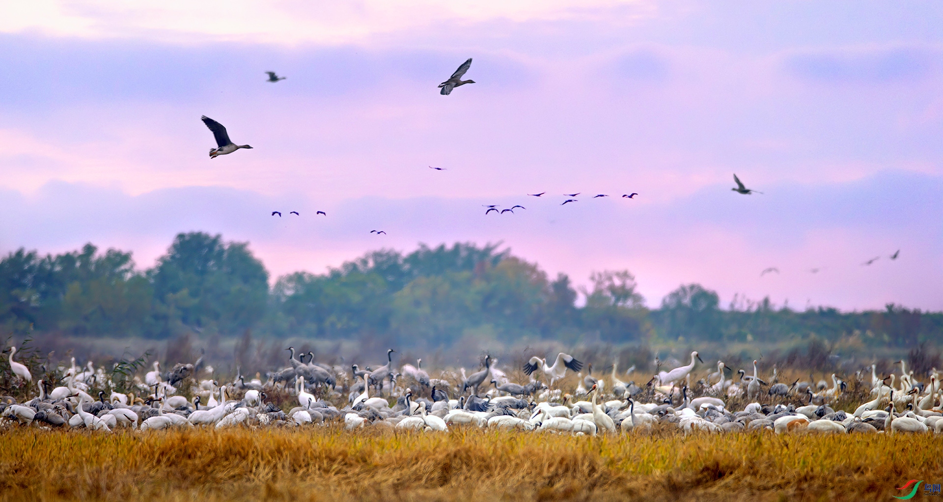 407A1000-Sh-----1 .jpg