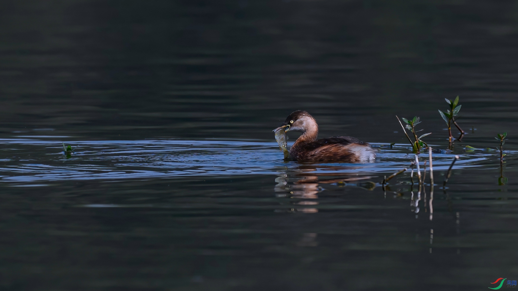 _DSC0017 ����-DeNoiseAI-standard ����.jpg