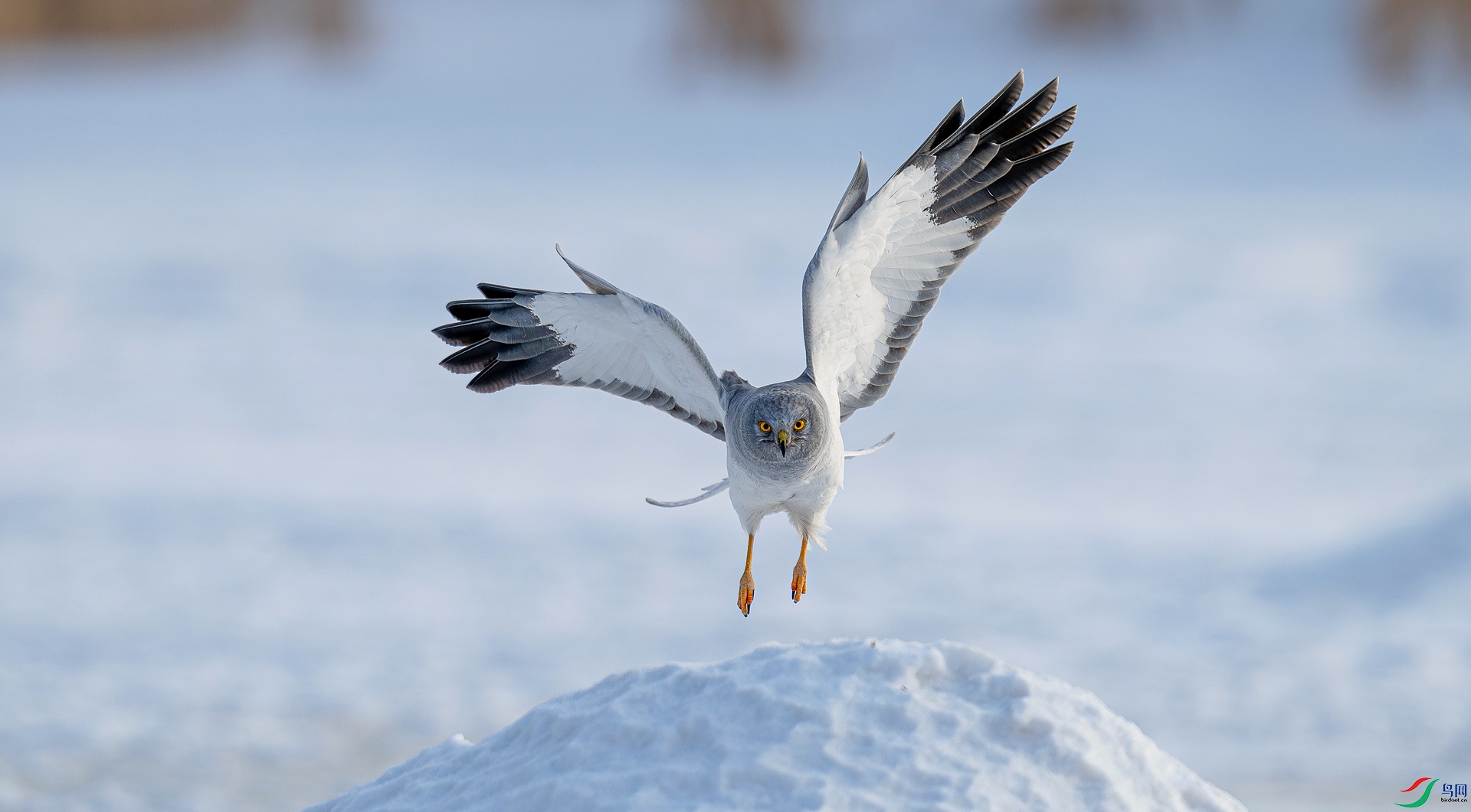 _DSC9901==1w.jpg