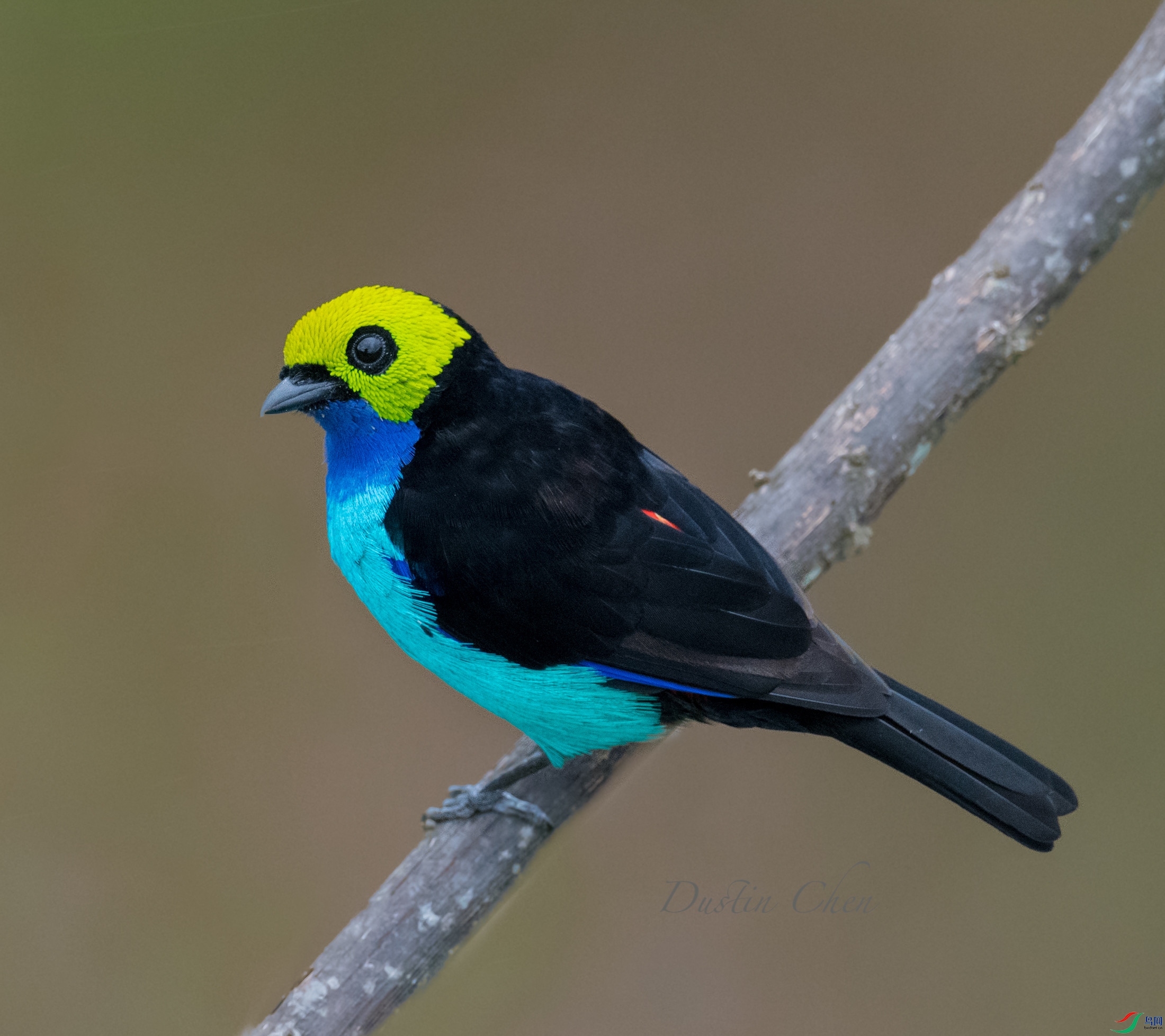 ������ȸ