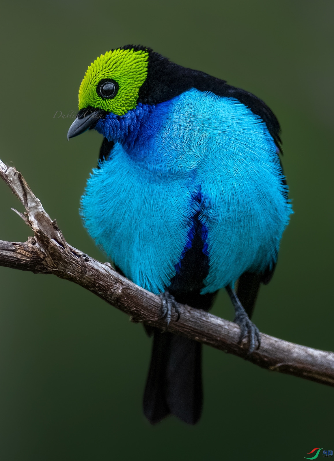 ������ȸ