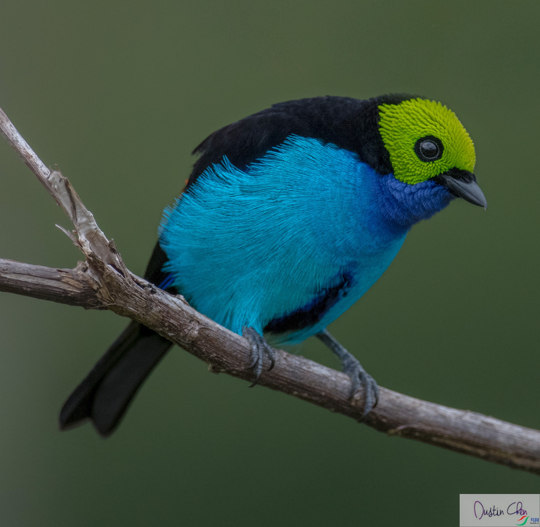 ������ȸ