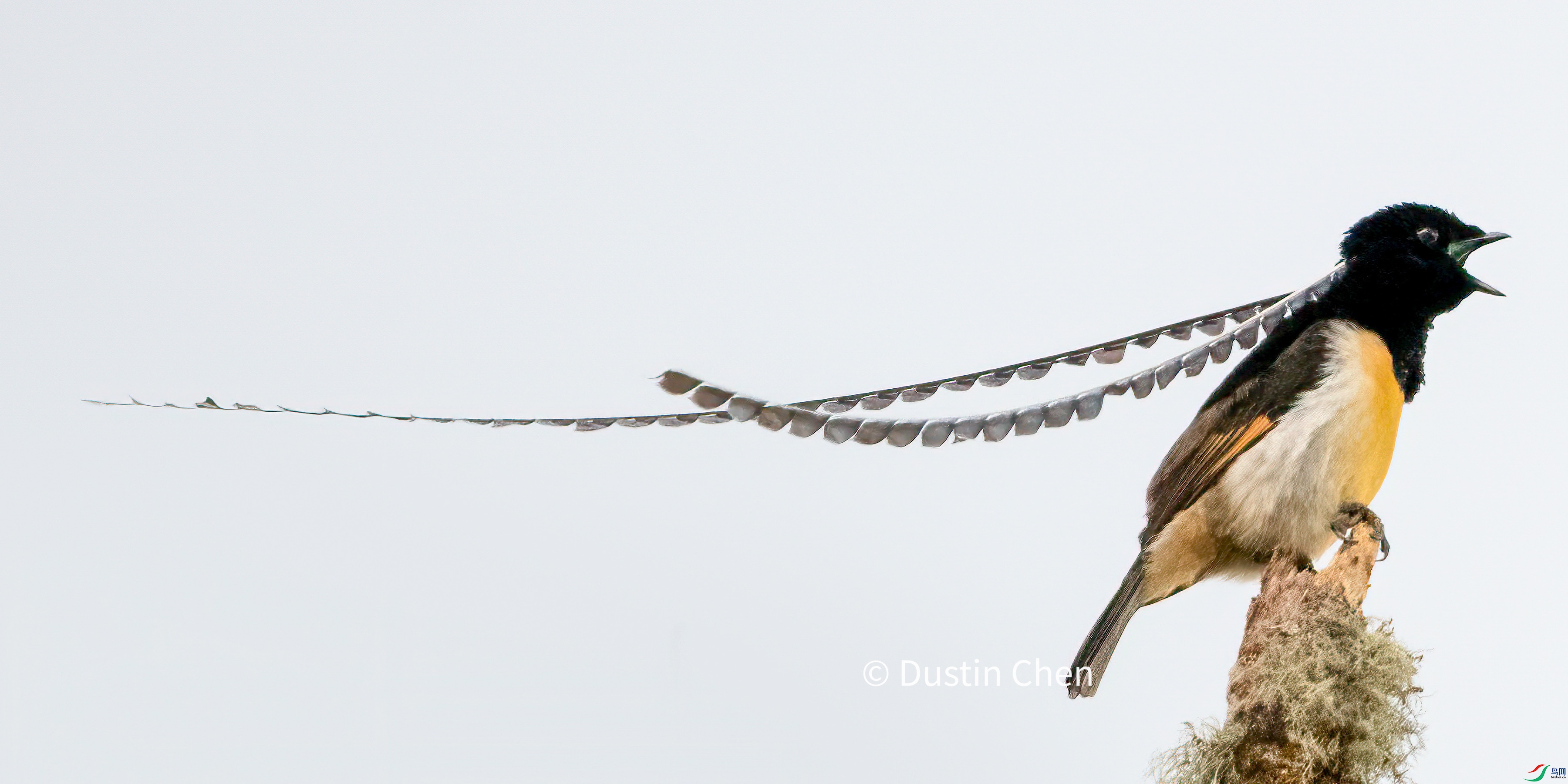 ����ѷ������