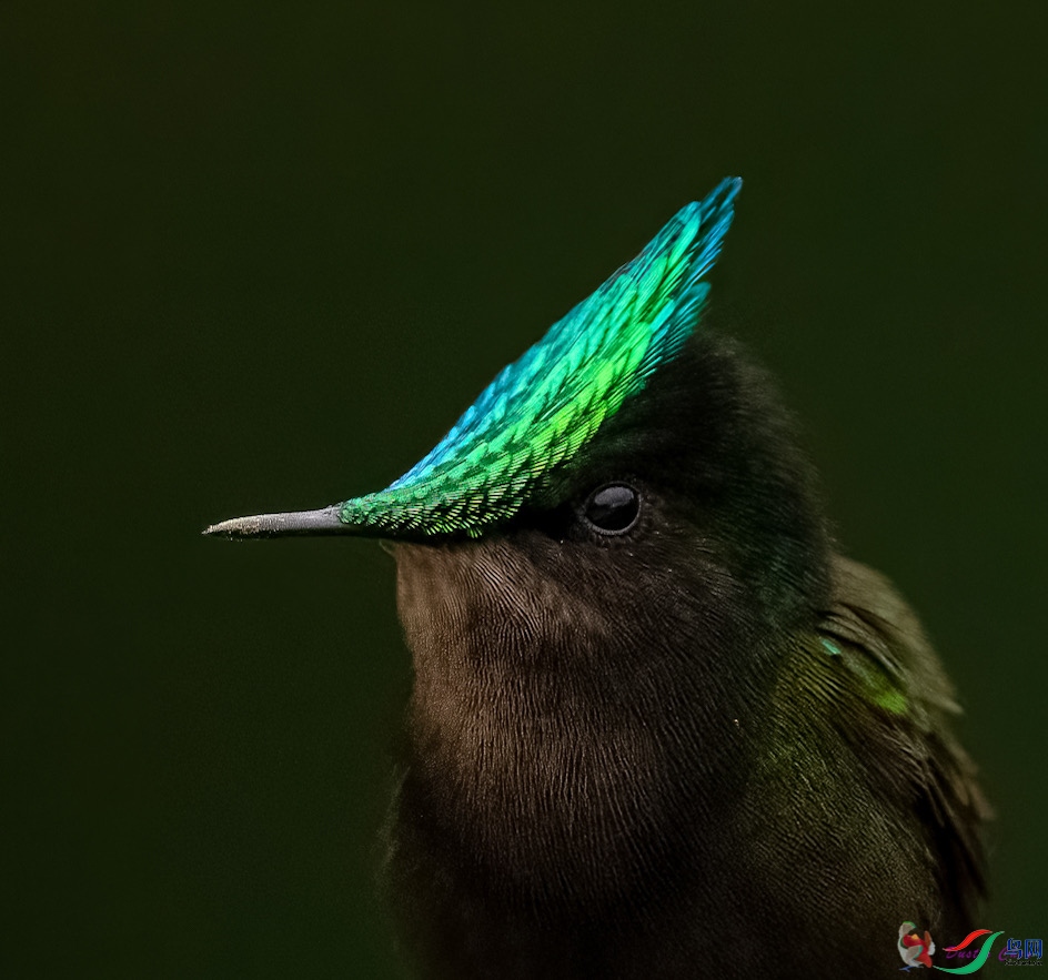 ��ͷ����