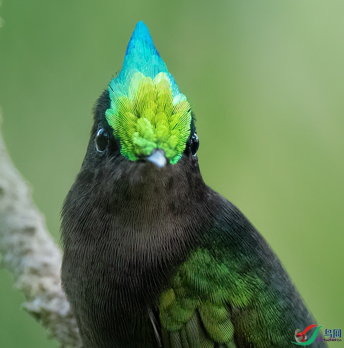 ��ͷ����