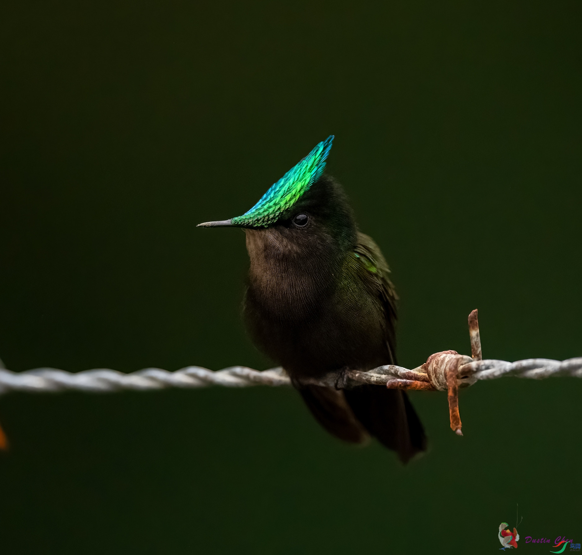 ��ͷ����