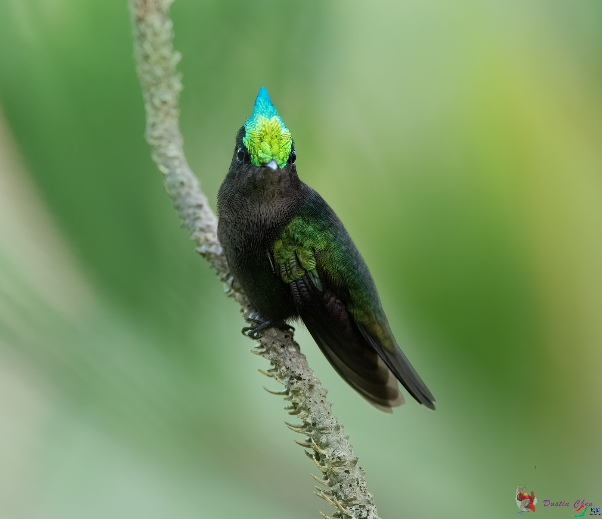 ��ͷ����