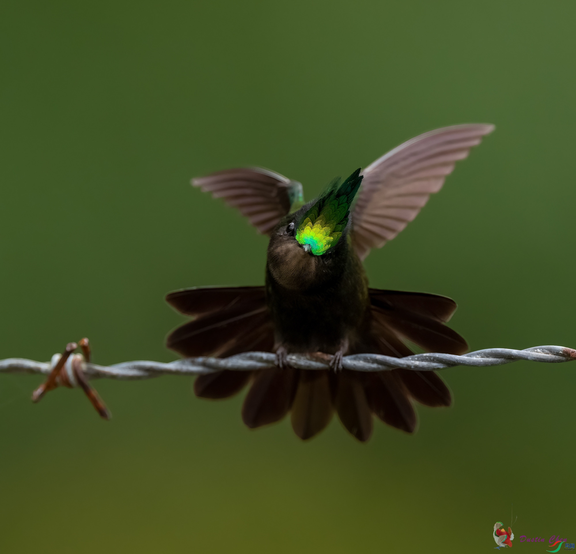 ��ͷ����