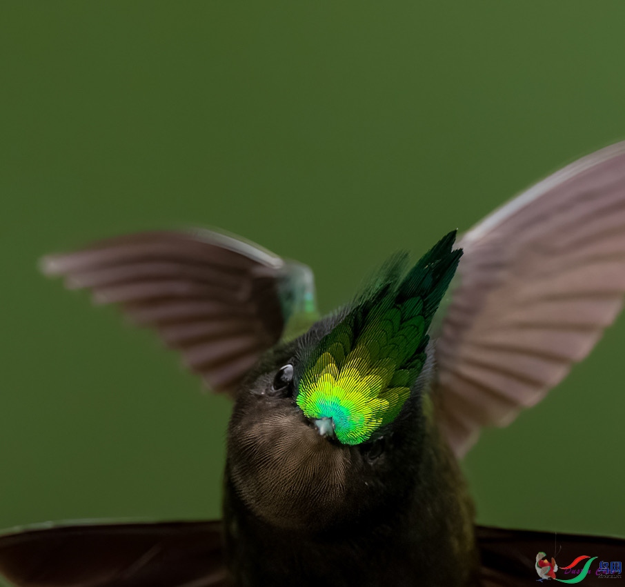 ��ͷ����