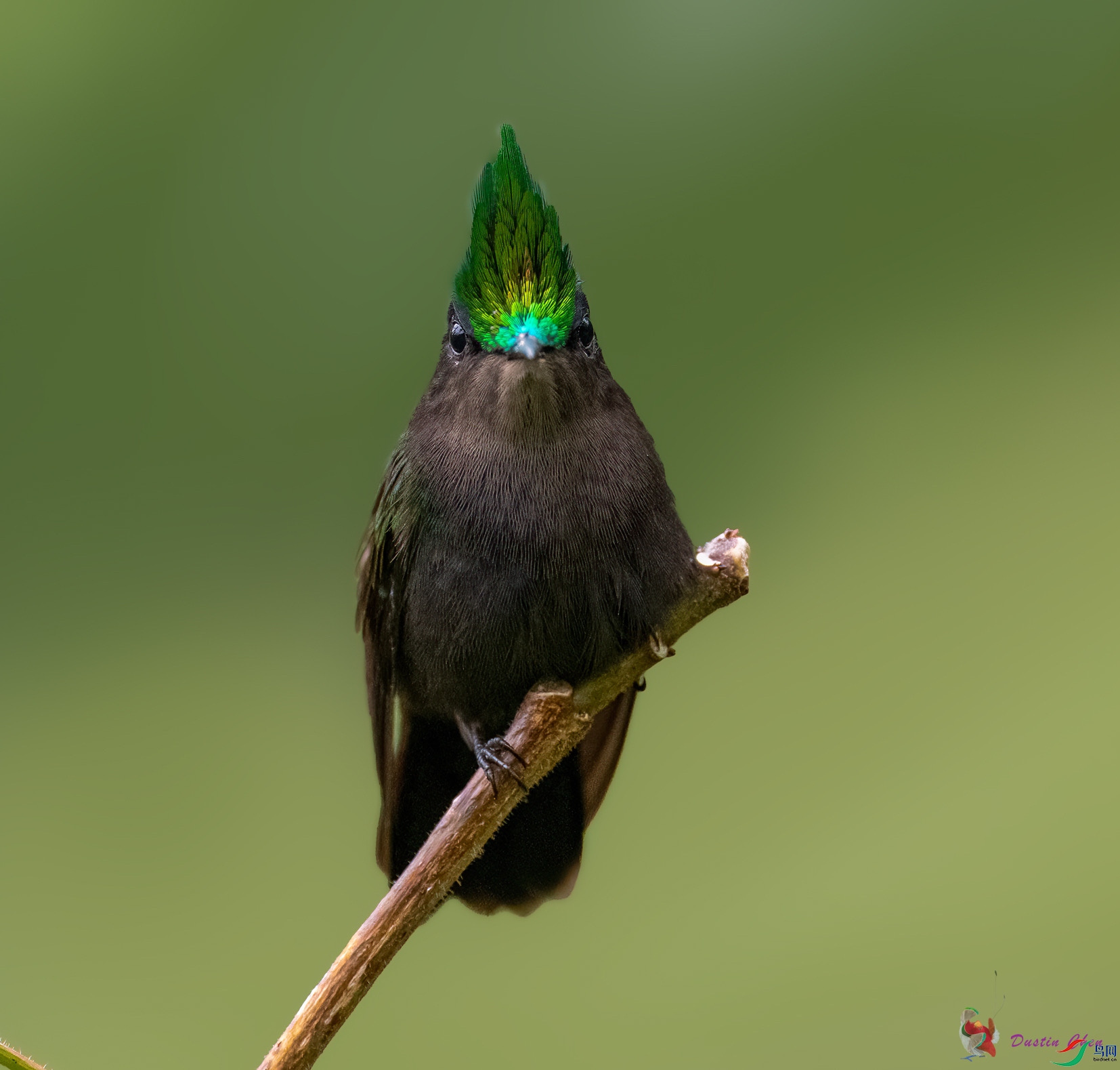 ��ͷ����