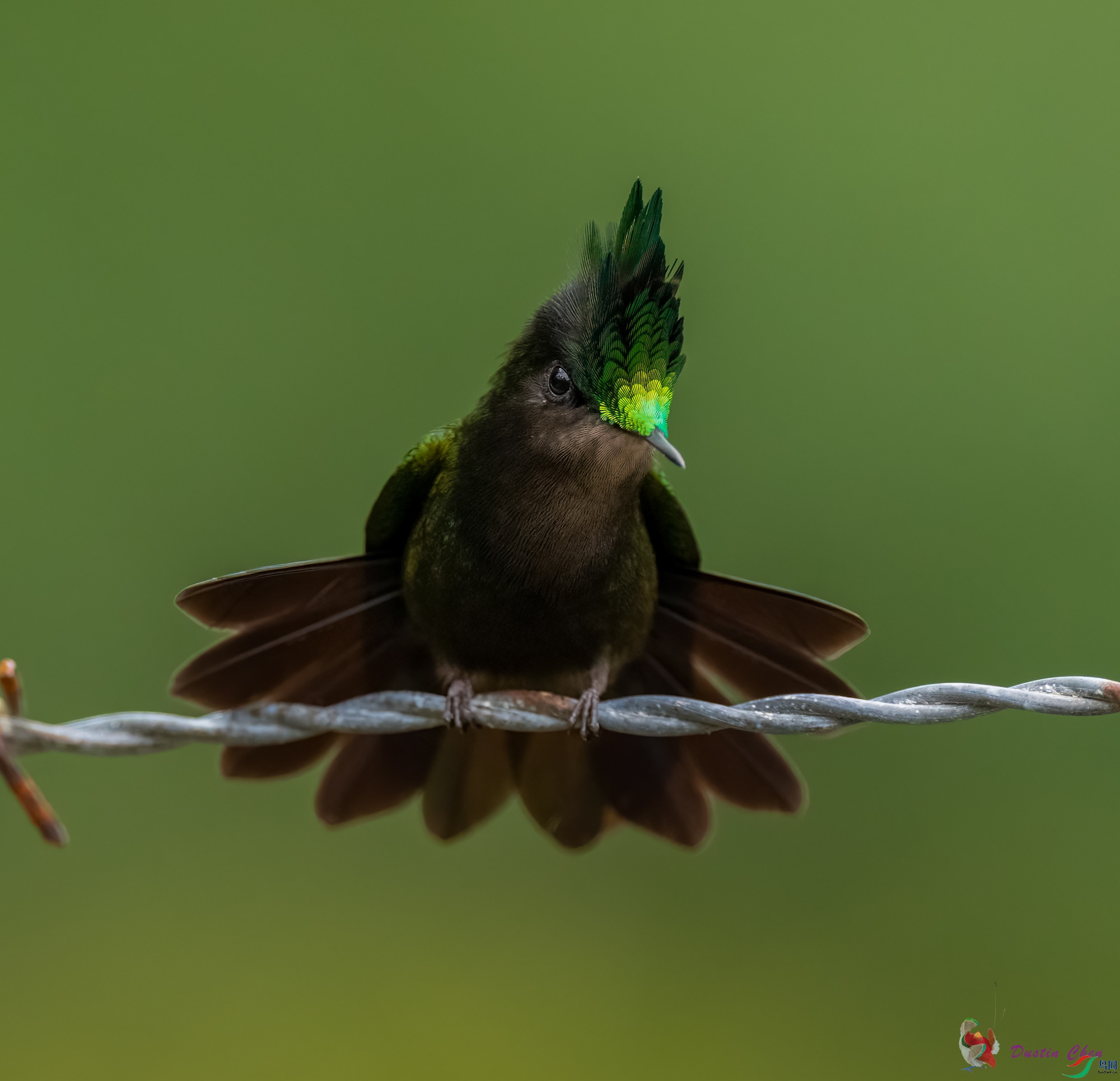 ��ͷ����