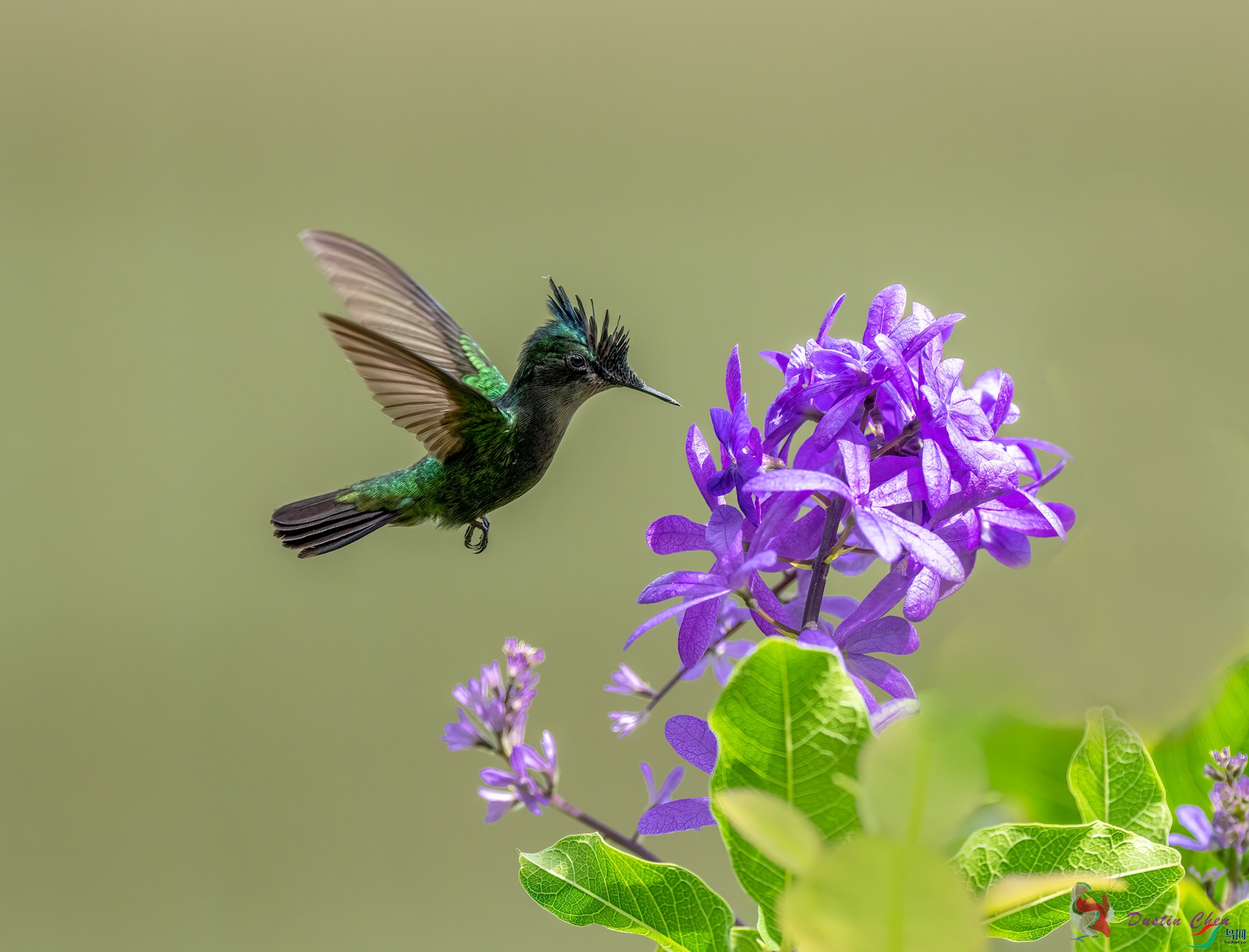 ��ͷ����