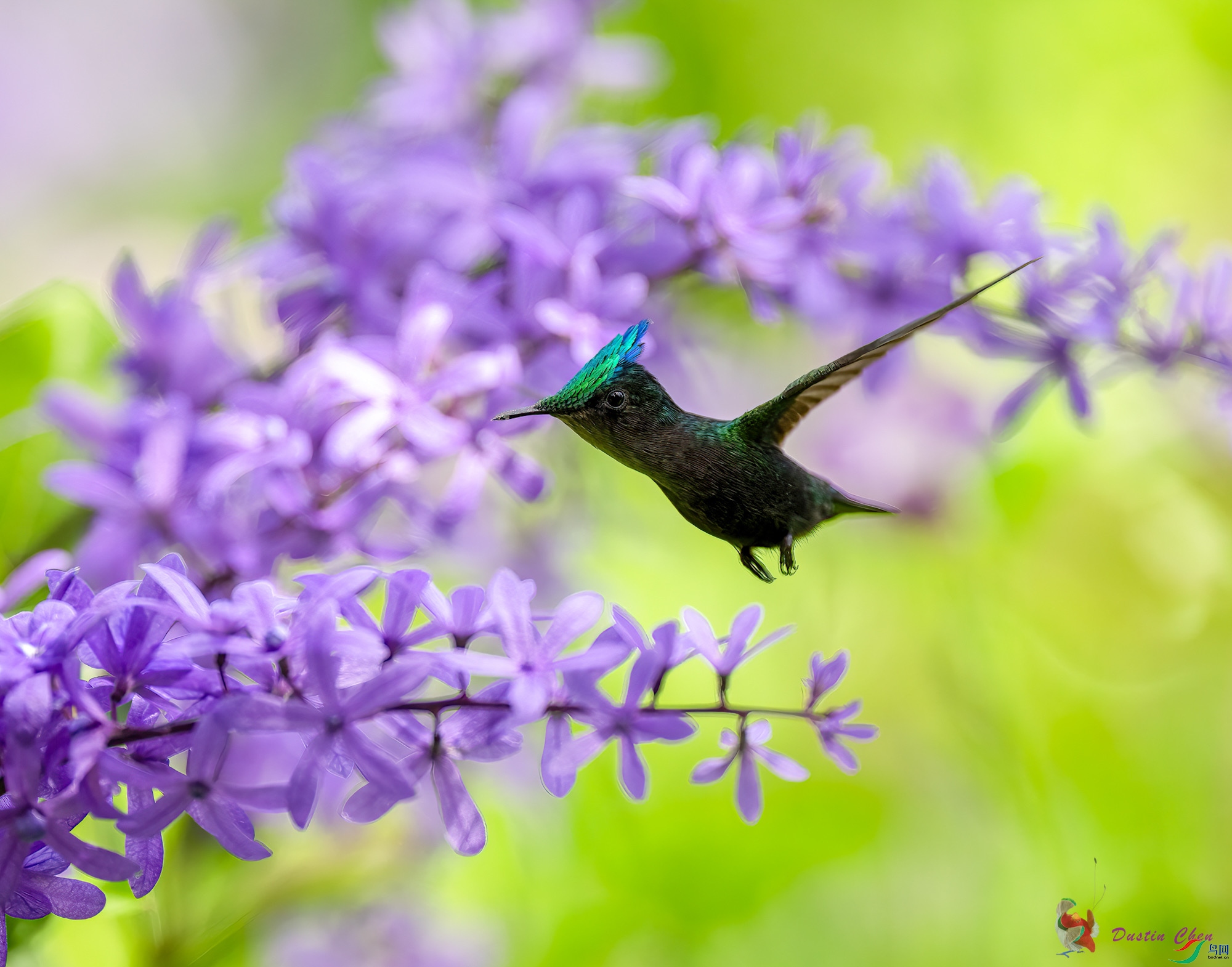 ��ͷ����