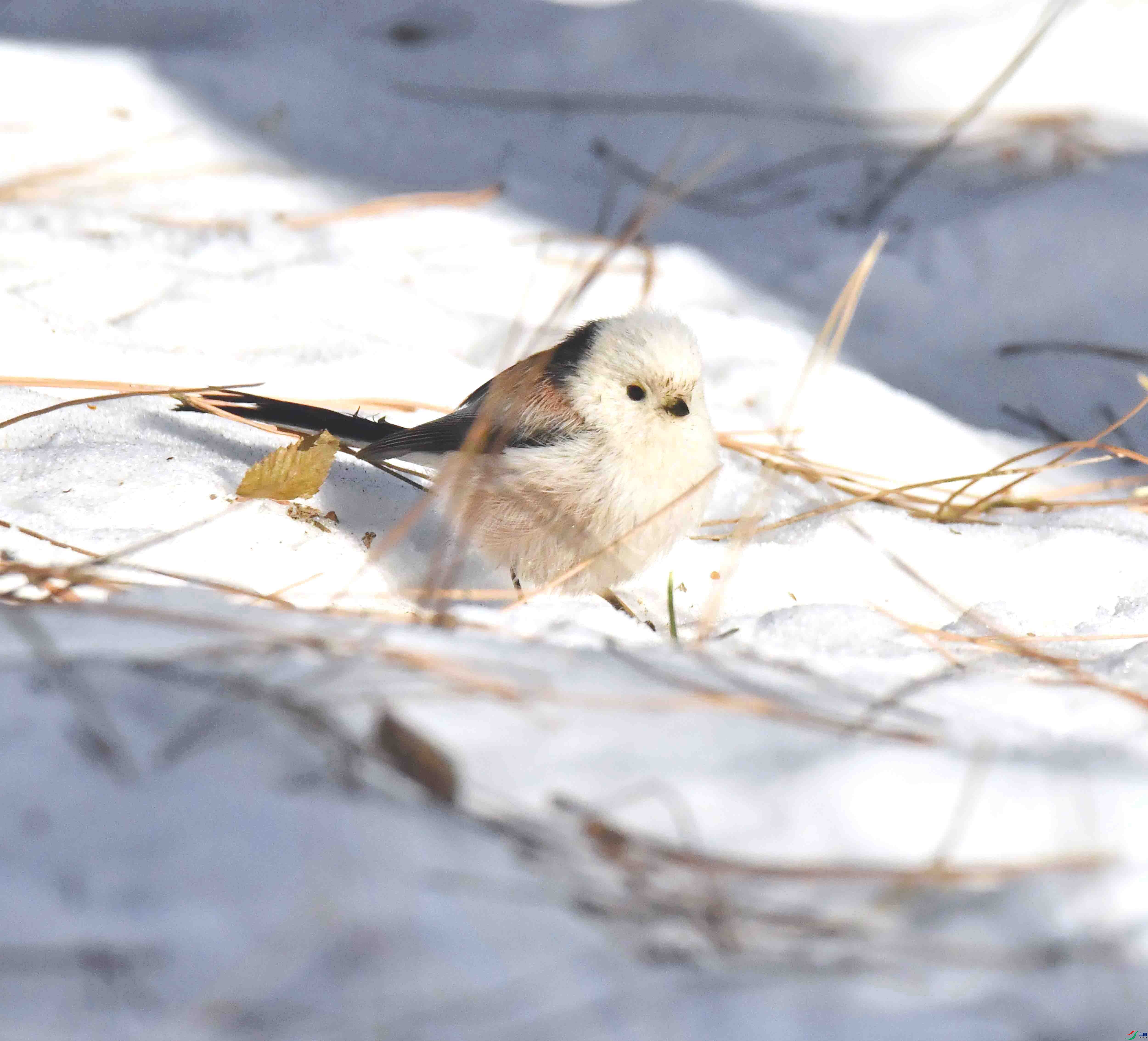 DSC_2506.JPG