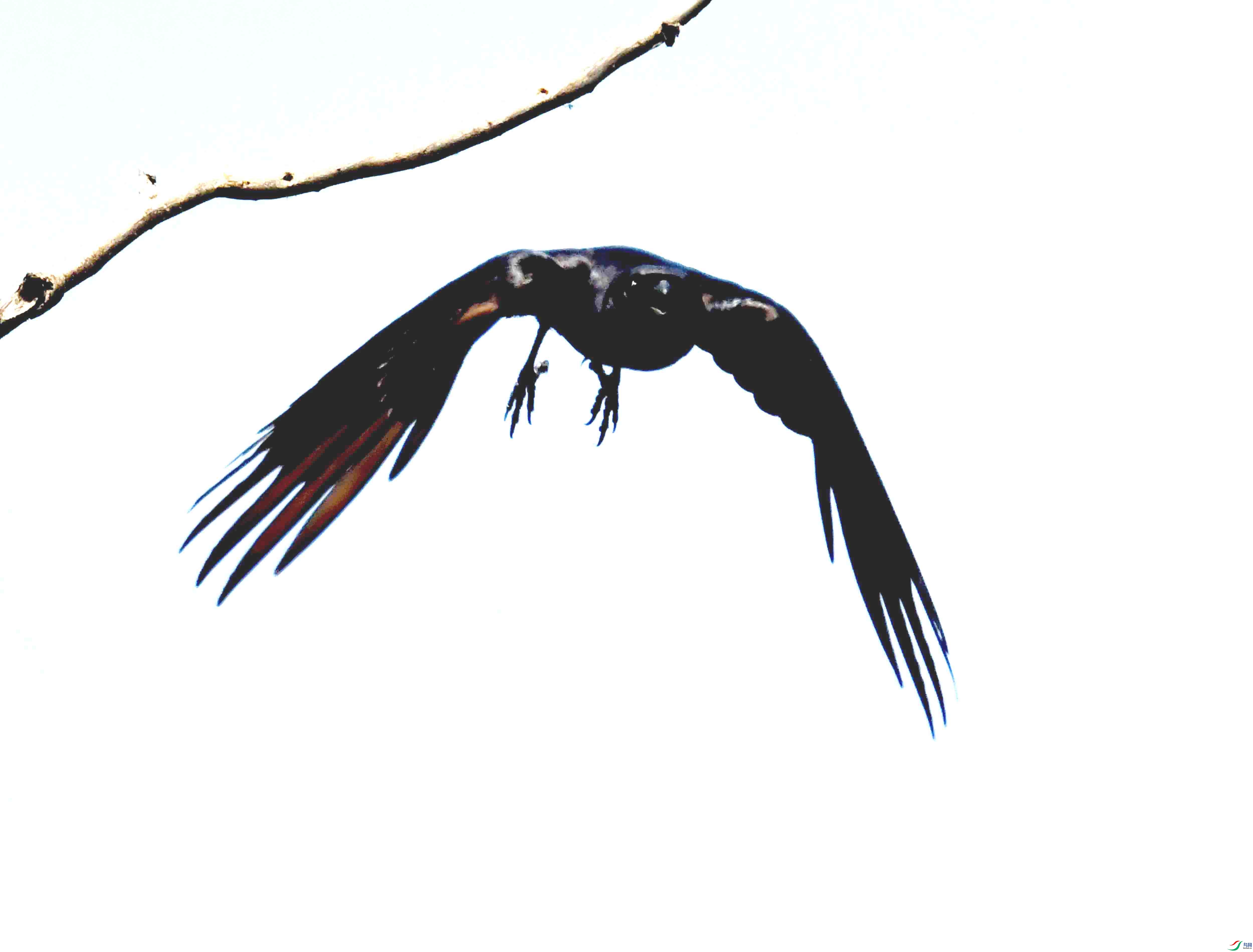 DSC_0987.JPG