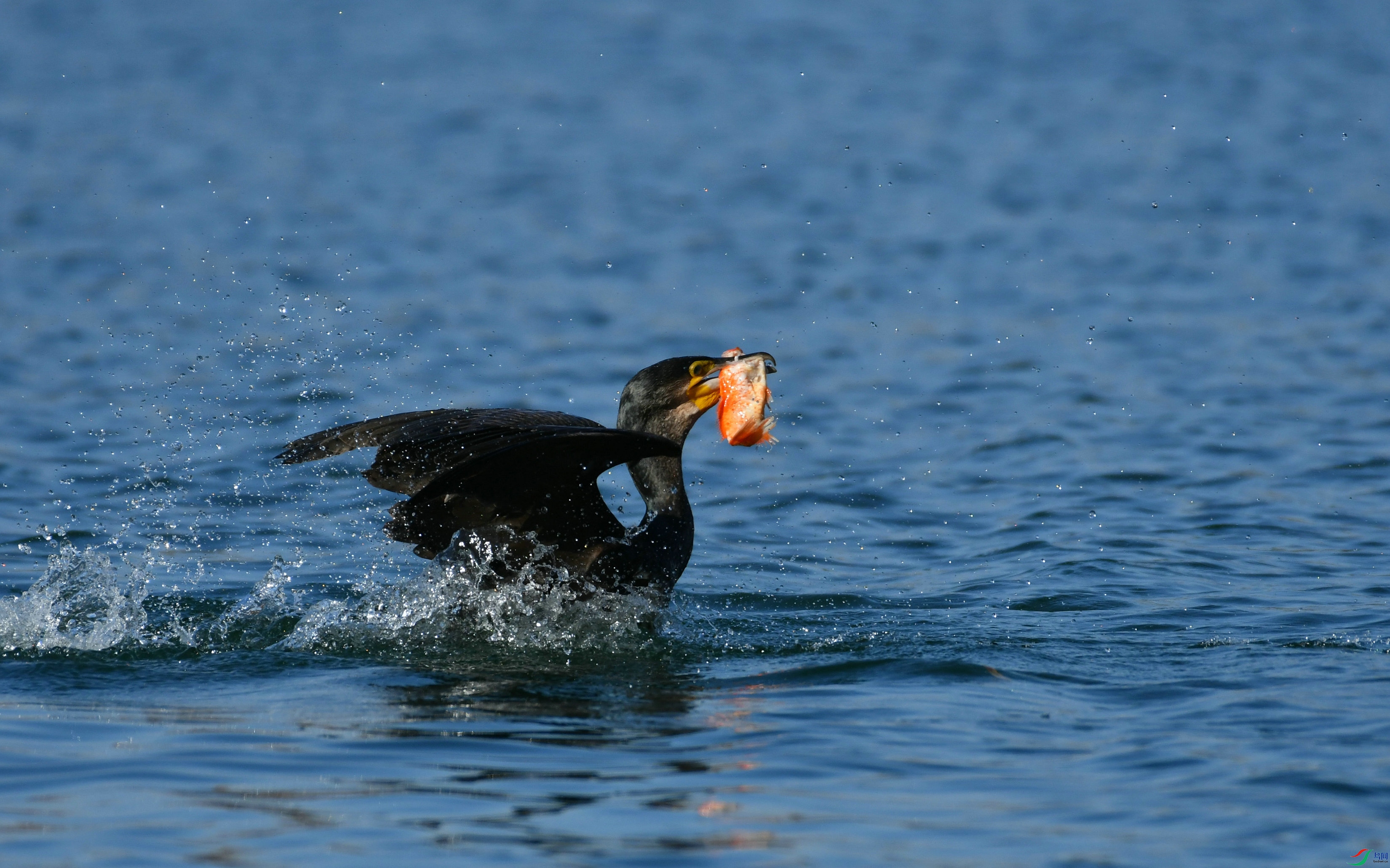 DSC_2254.JPG