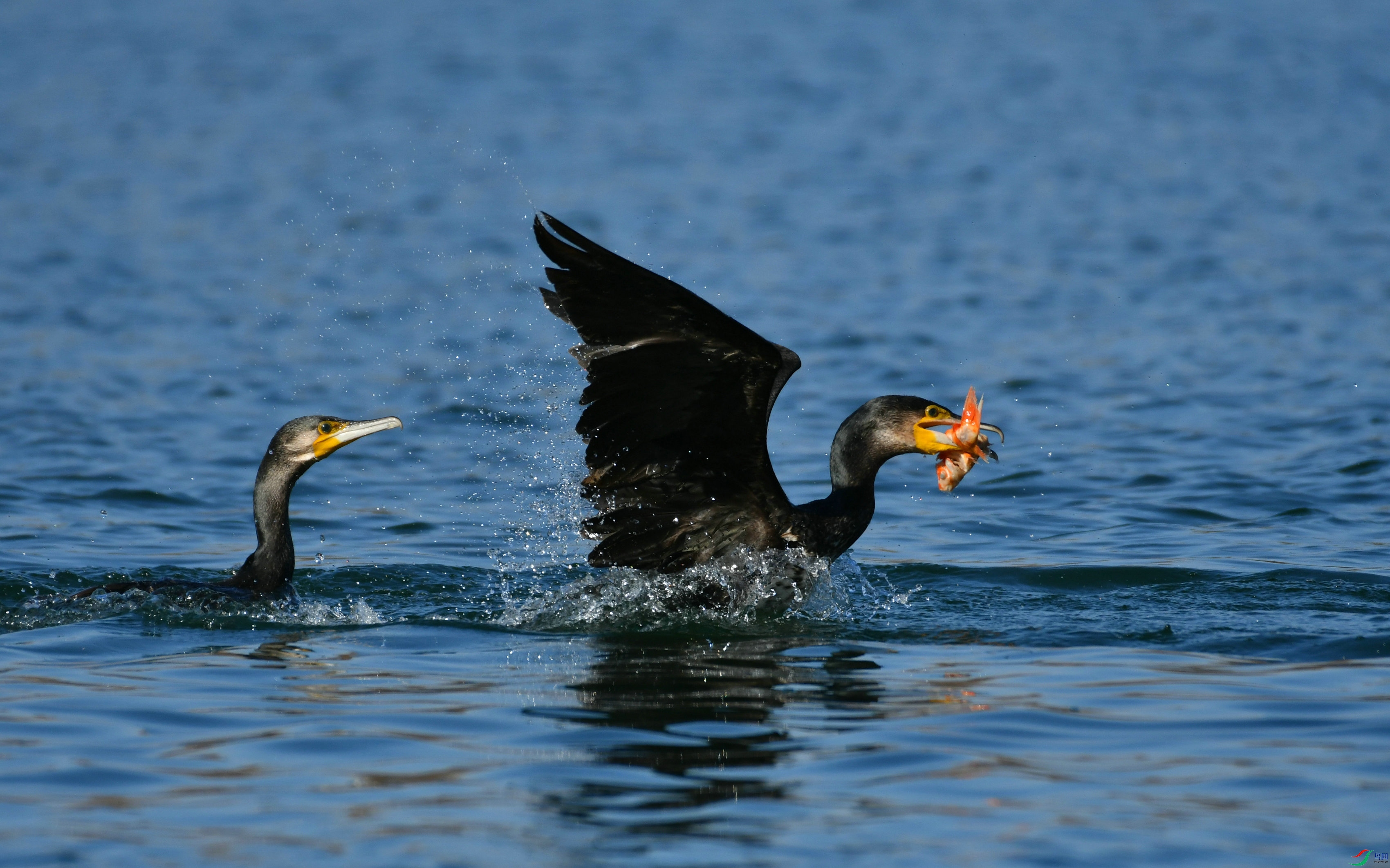 DSC_2249.JPG